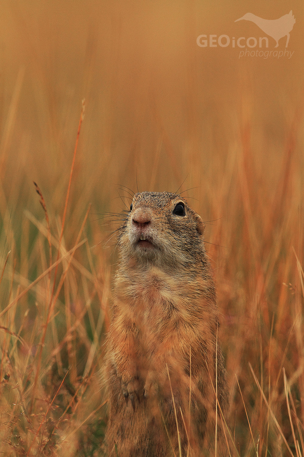 European ground squirrel / sysel obecný (Spermophylus citellus)