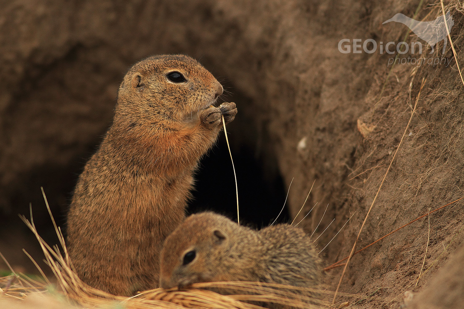 European ground squirrel / sysel obecný (Spermophylus citellus)