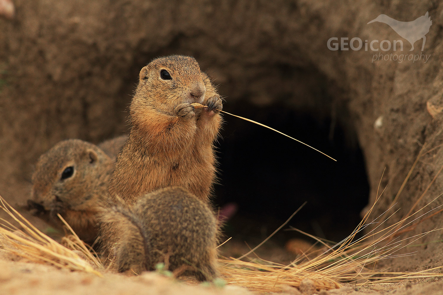 European ground squirrel / sysel obecný (Spermophylus citellus)