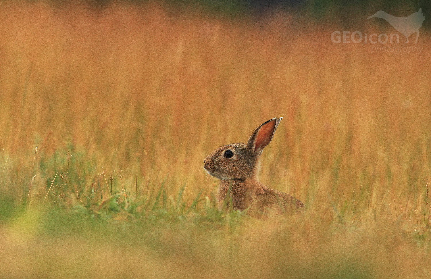 European rabbit / králík divoký (Oryctolagus cuniculus)