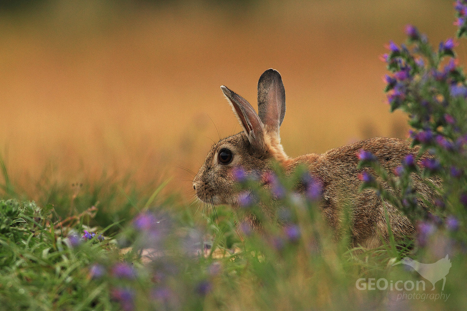European rabbit / králík divoký (Oryctolagus cuniculus)