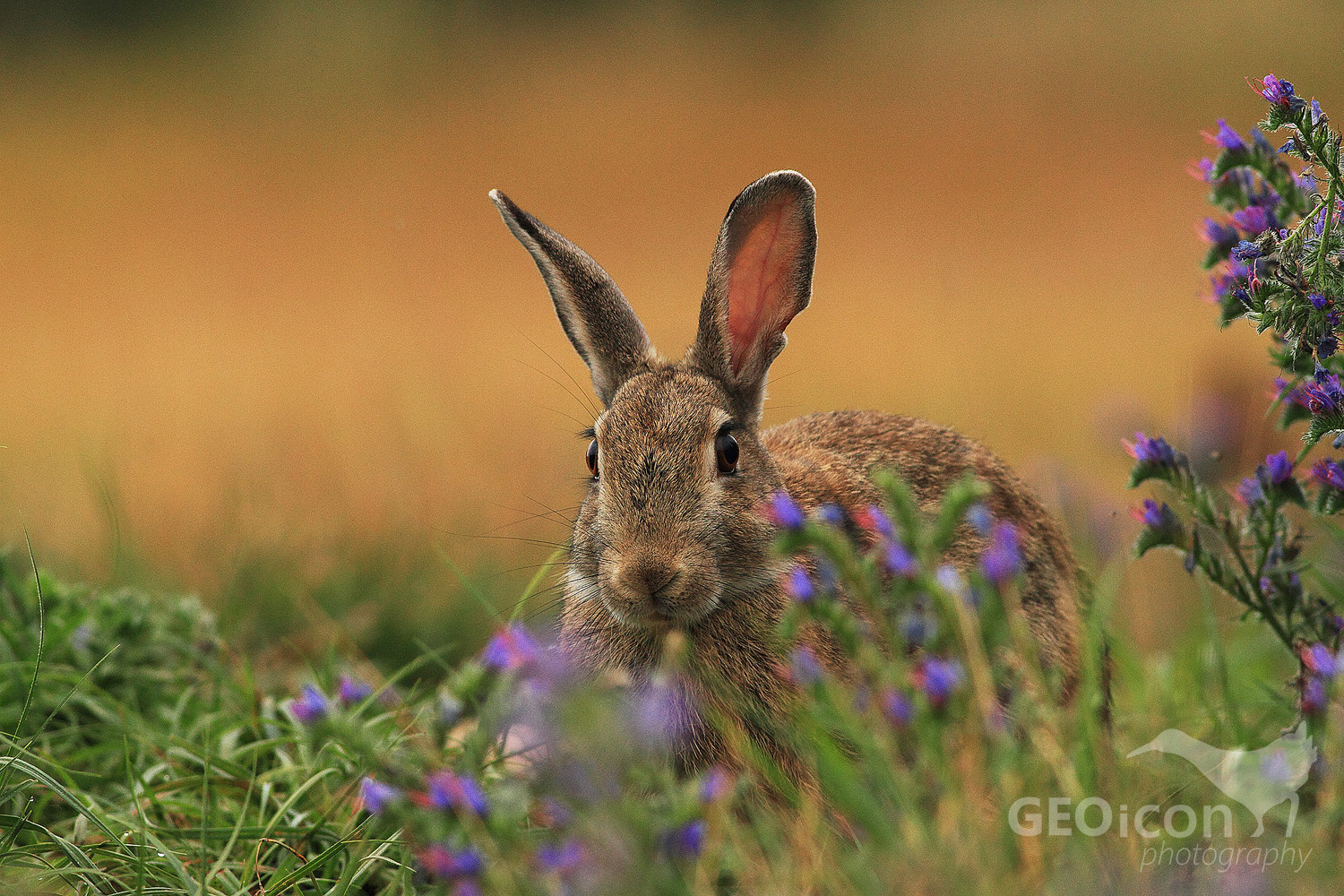 European rabbit / králík divoký (Oryctolagus cuniculus)
