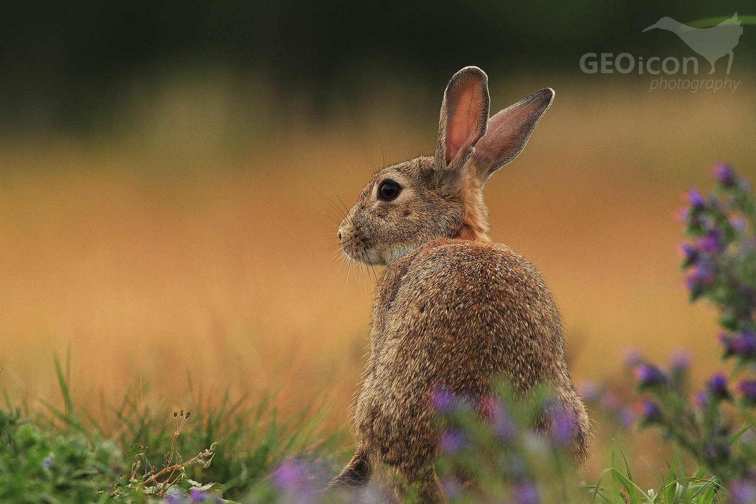 European rabbit / králík divoký (Oryctolagus cuniculus)