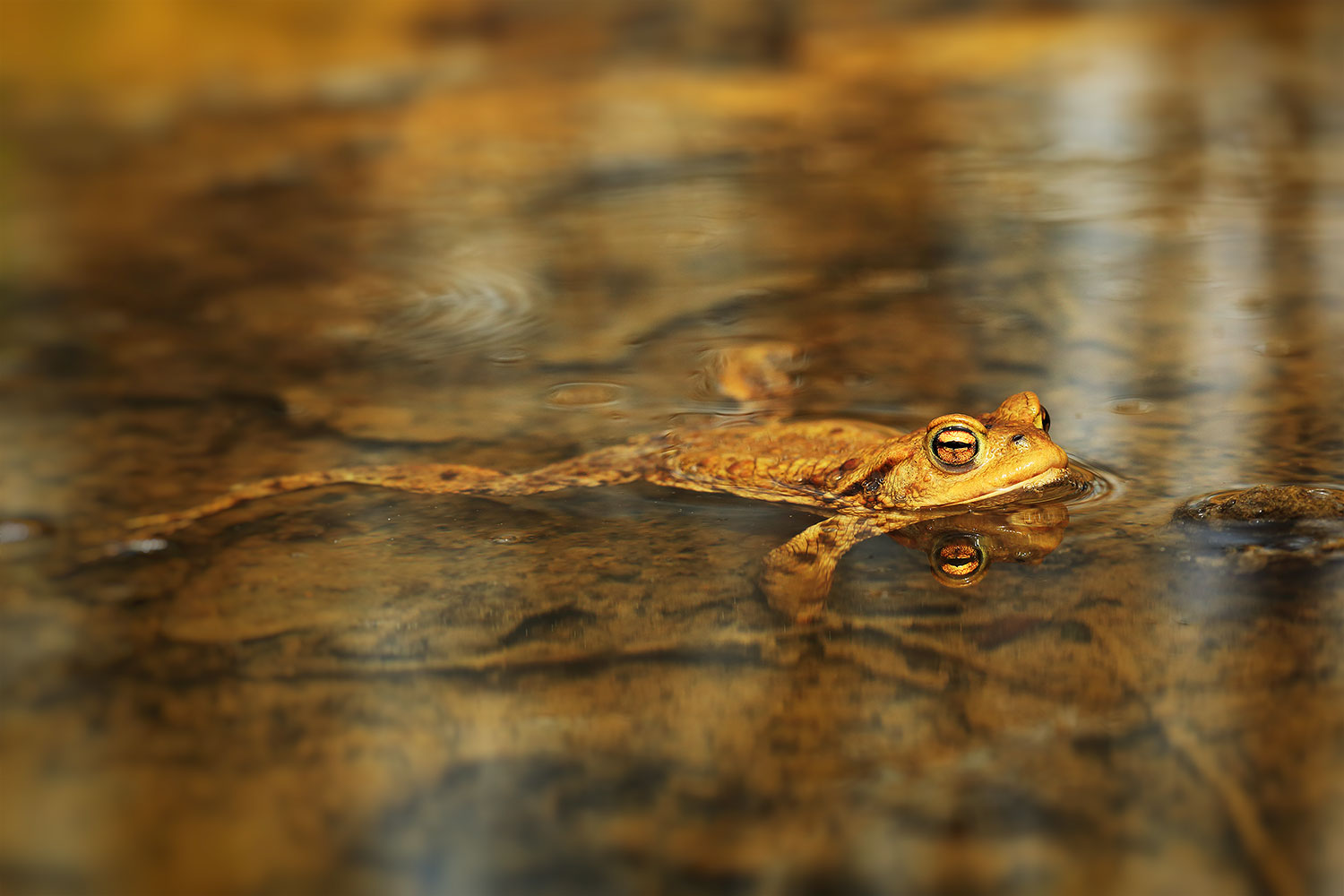 European toad / ropucha obecná (Bufo bufo)