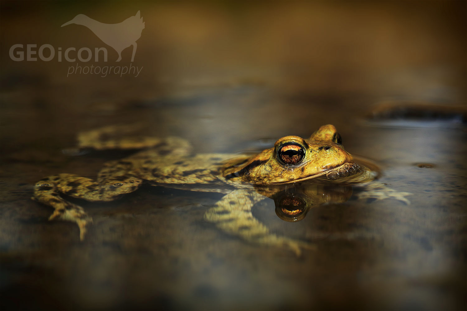 European toad / ropucha obecná (Bufo bufo)