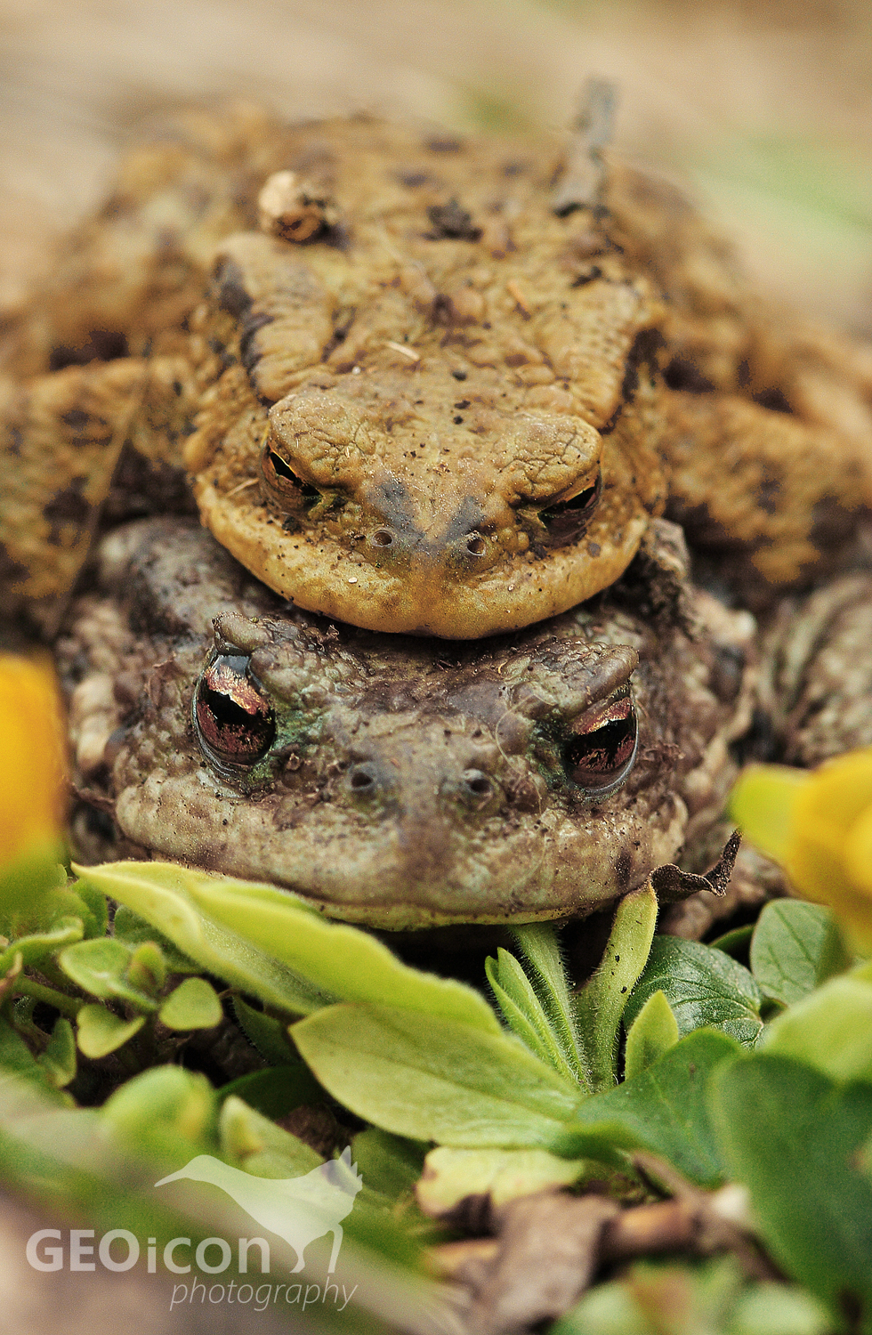 European toad / ropucha obecná (Bufo bufo)