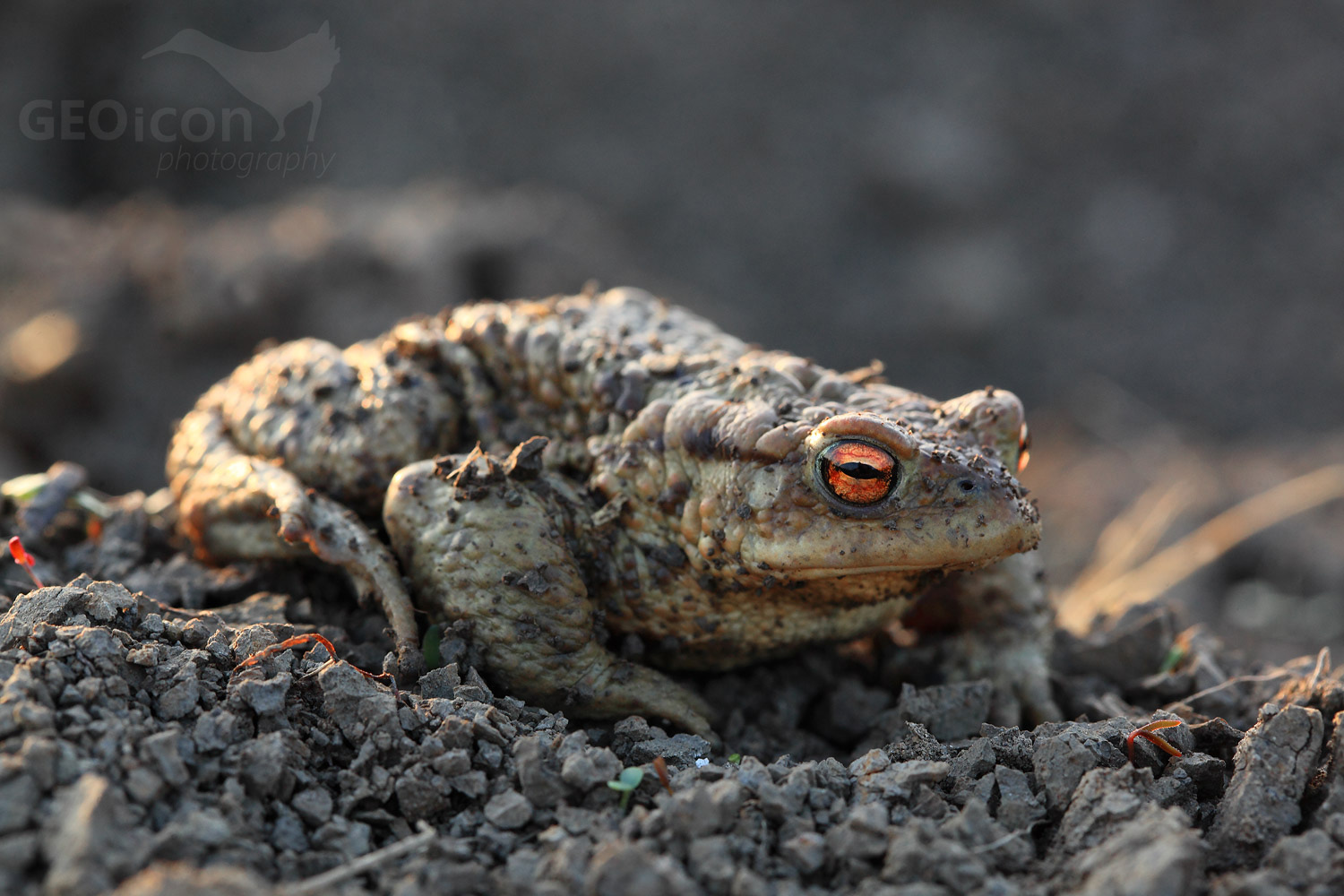 European toad / ropucha obecná (Bufo bufo)