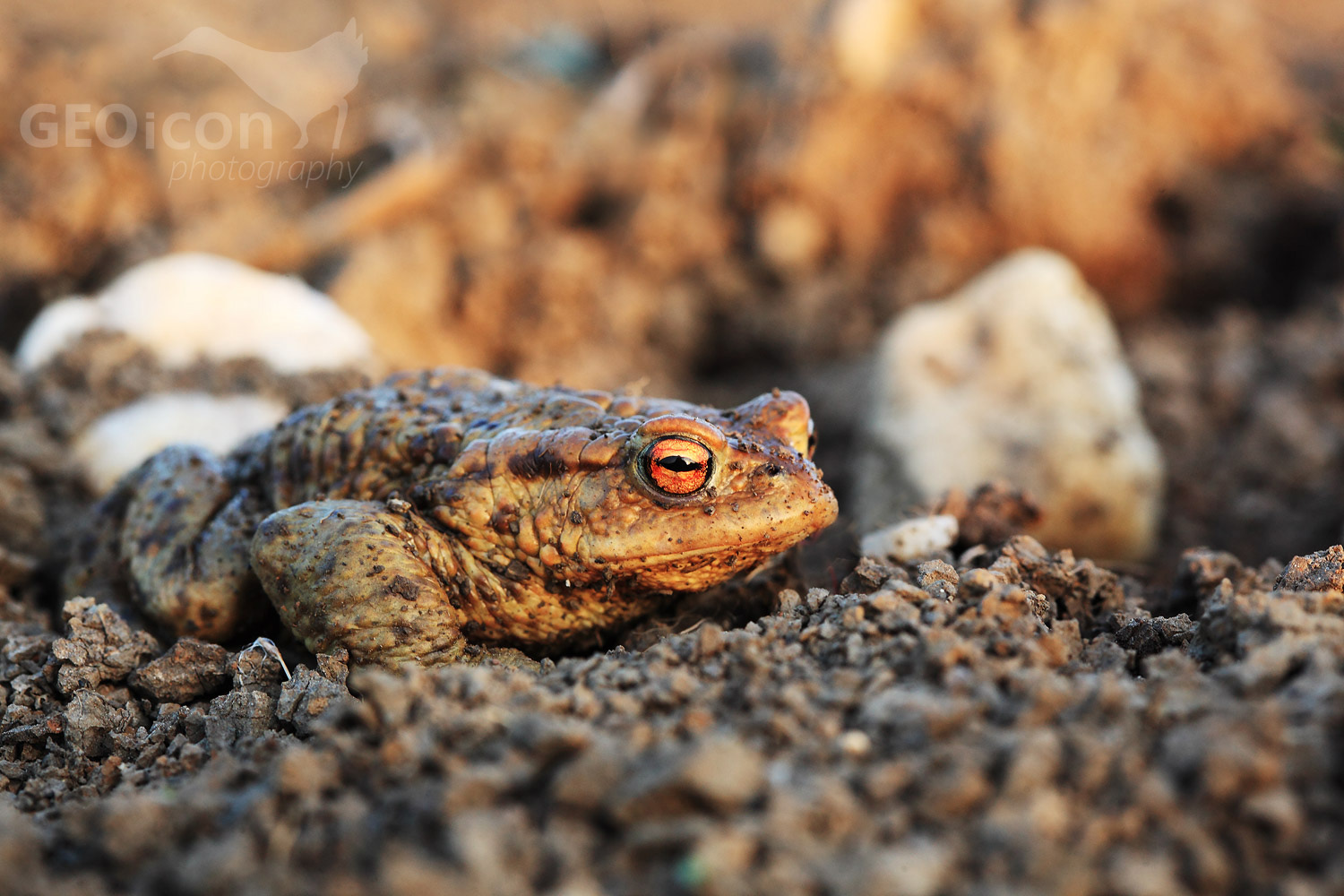 European toad / ropucha obecná (Bufo bufo)