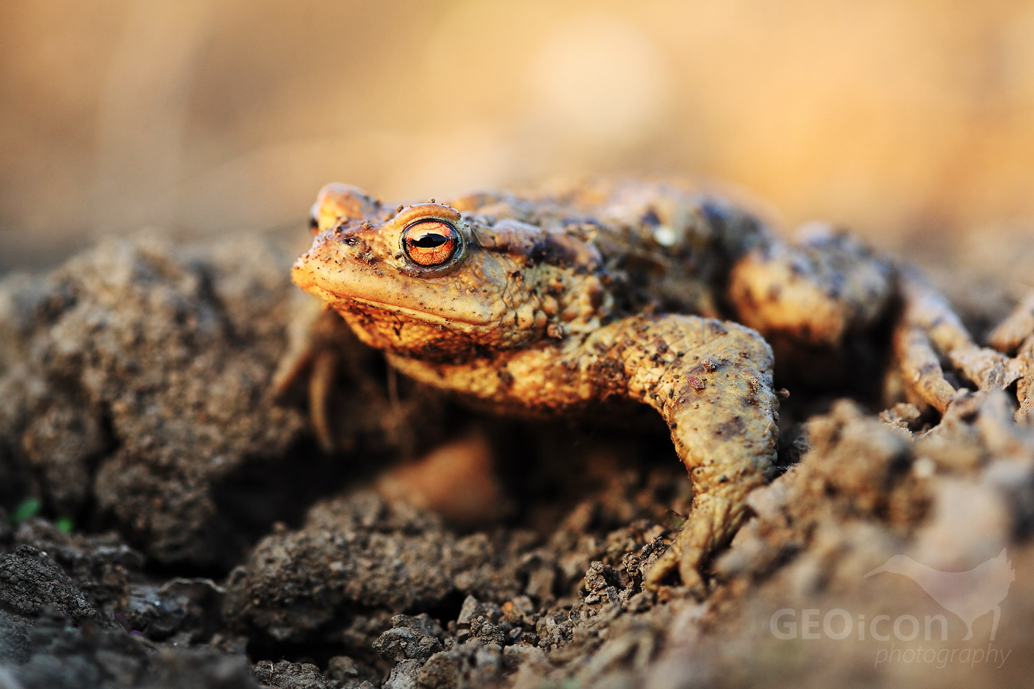 European toad / ropucha obecná (Bufo bufo)