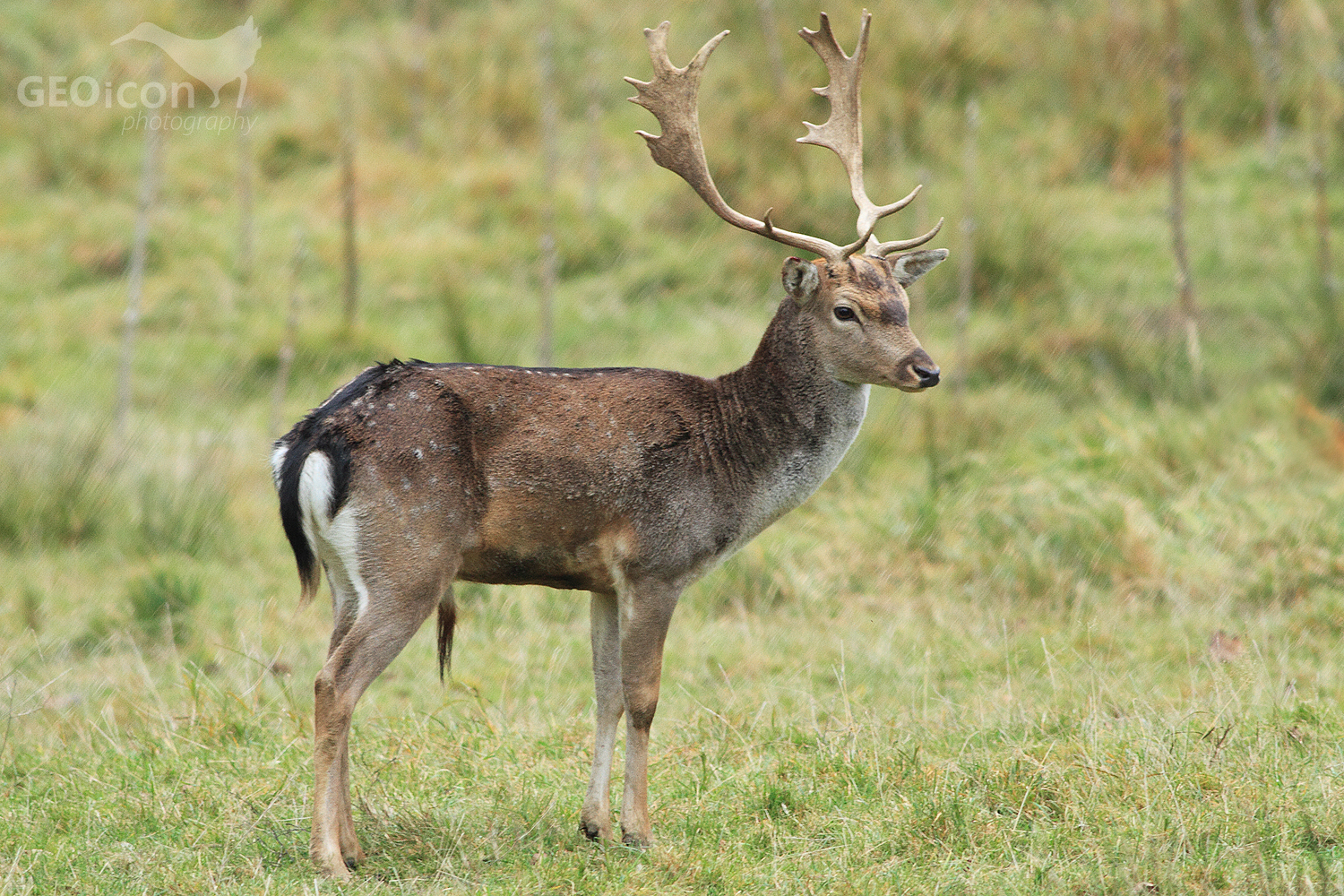 Fallow deer / daněk skvrnitý (Dama dama)