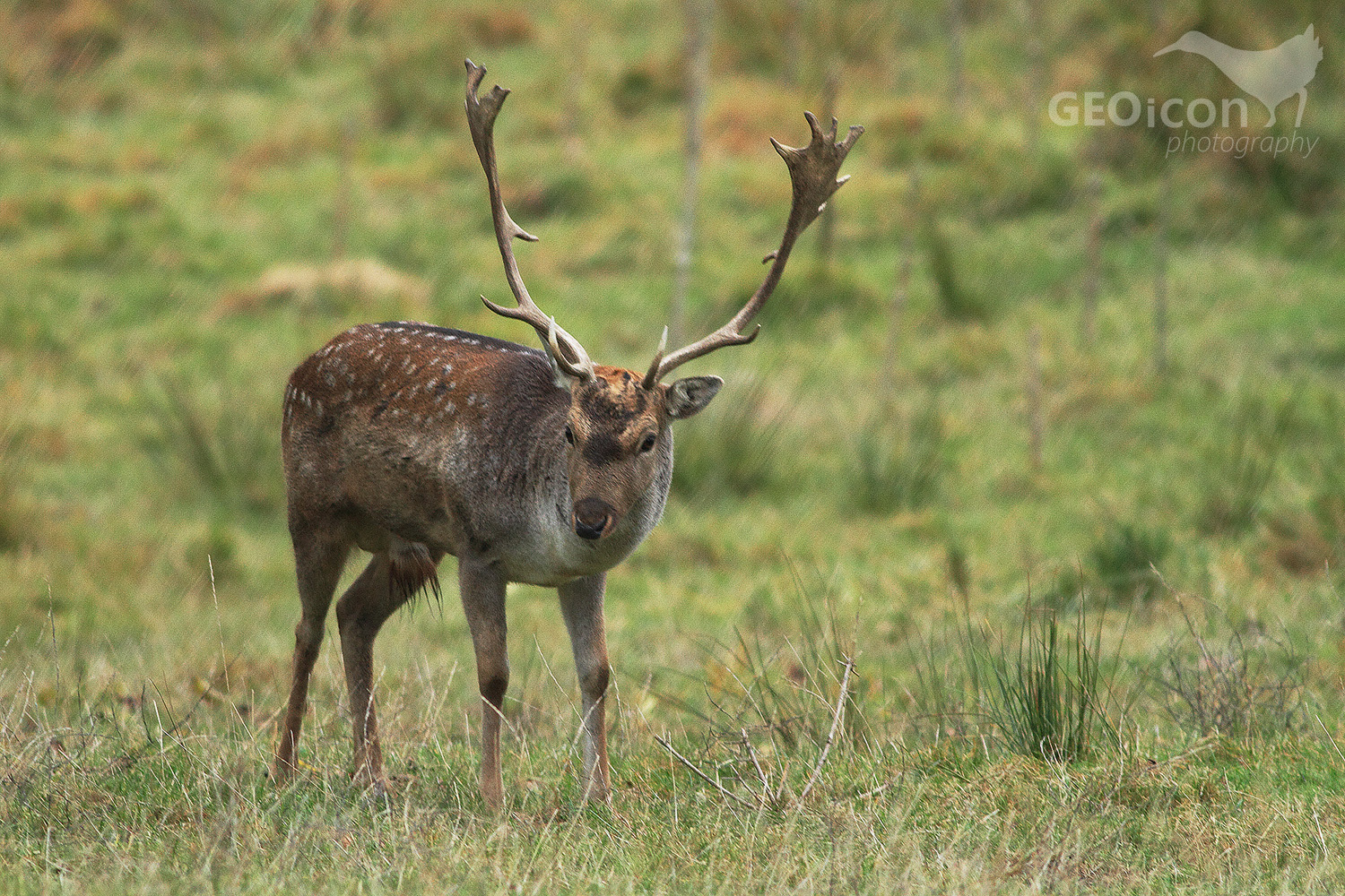 Fallow deer / daněk skvrnitý (Dama dama)