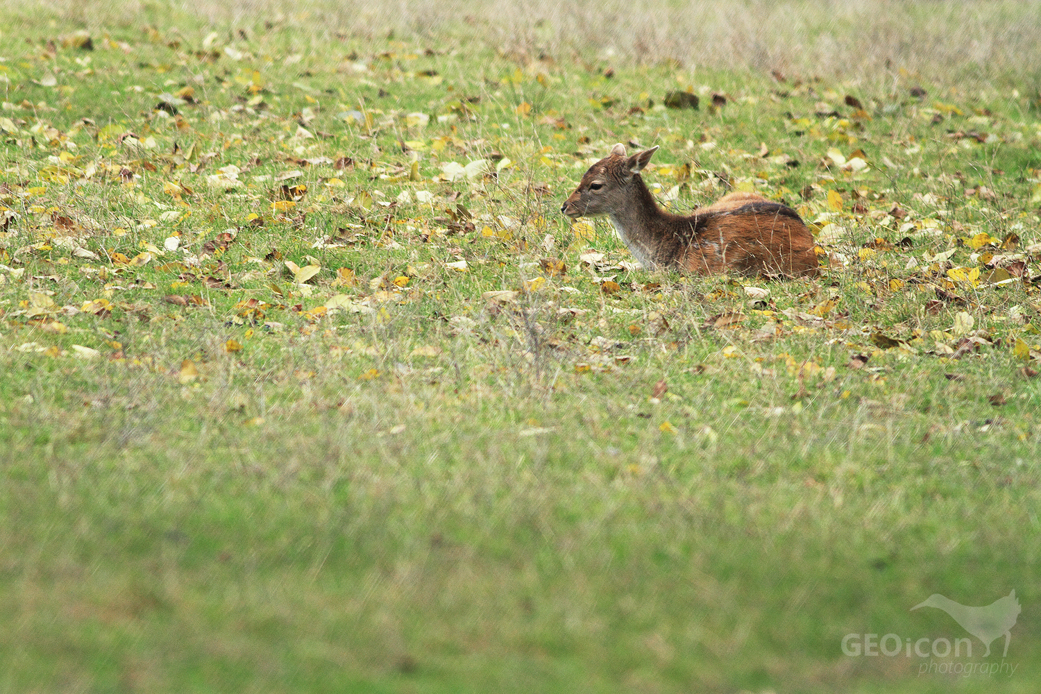 Fallow deer / daněk skvrnitý (Dama dama)