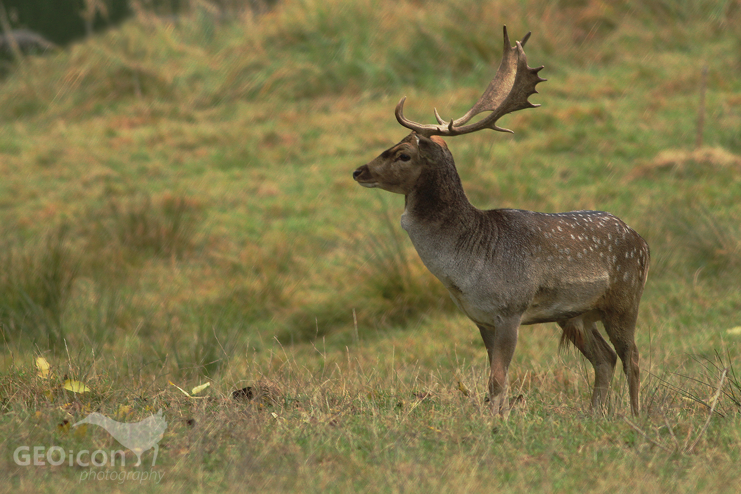 Fallow deer / daněk skvrnitý (Dama dama)