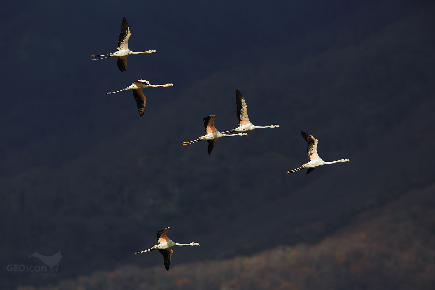 Flamingo / plameňák růžový (Phoenicopterus ruber)