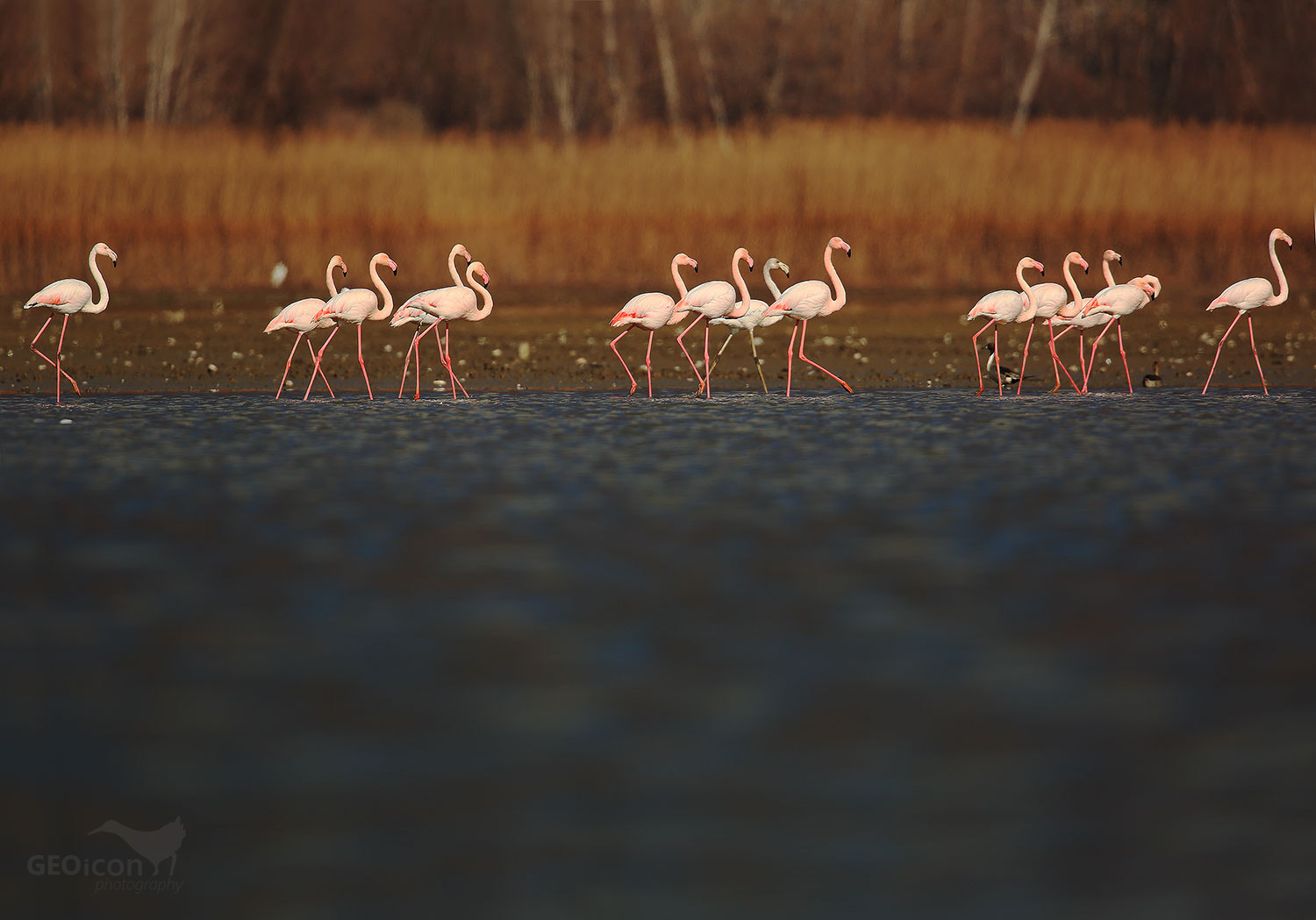Flamingo / plameňák růžový (Phoenicopterus ruber)