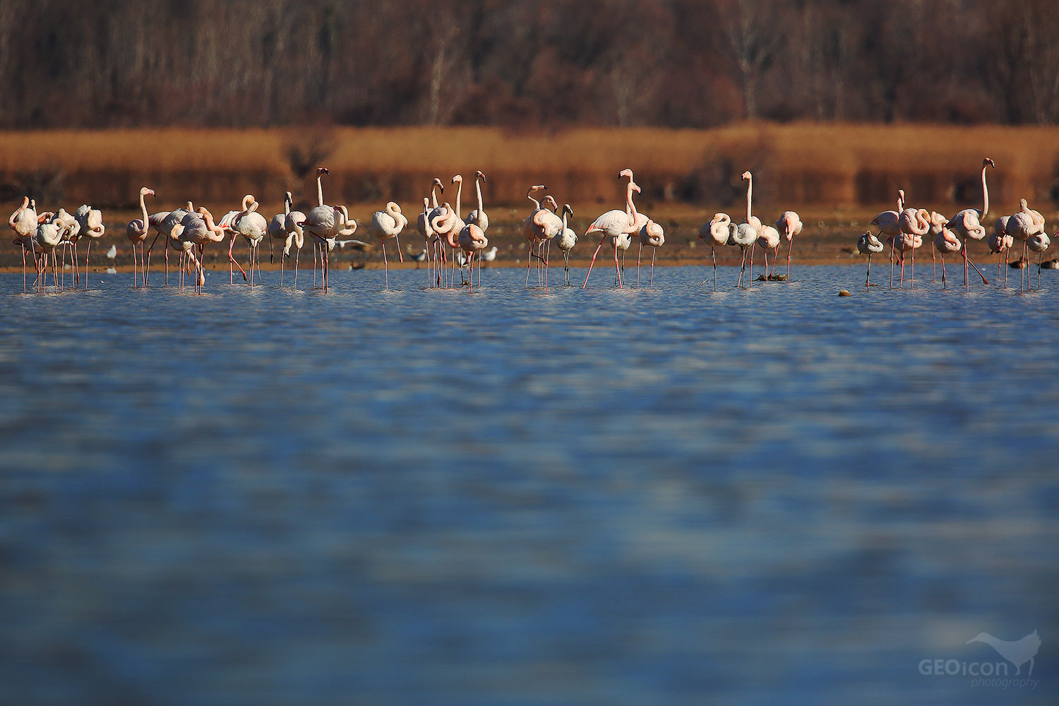 Flamingo / plameňák růžový (Phoenicopterus ruber)