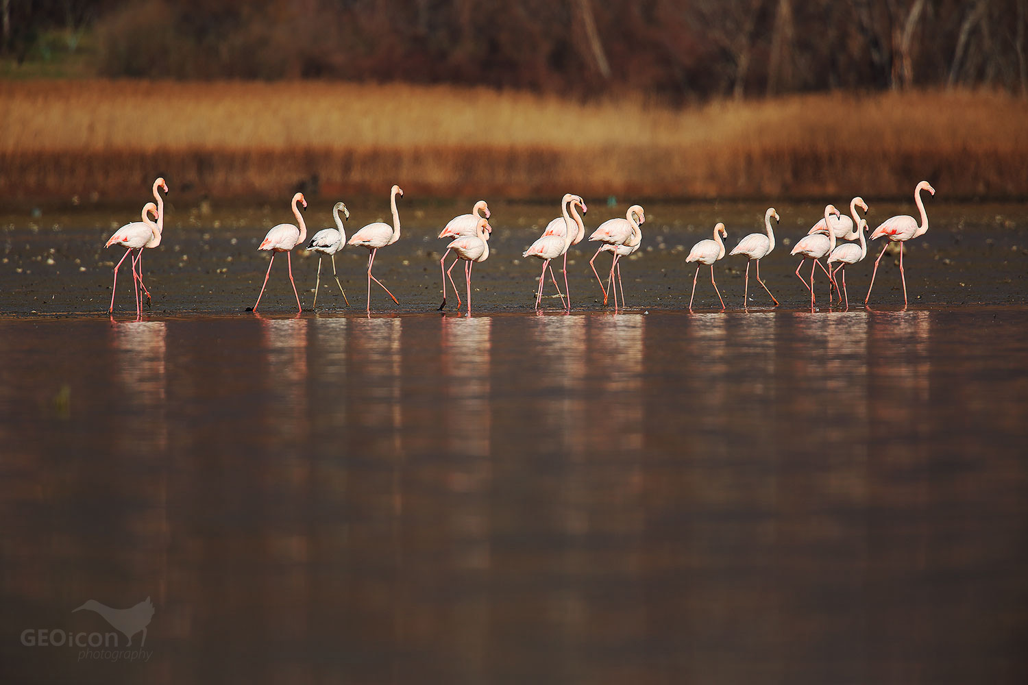 Flamingo / plameňák růžový (Phoenicopterus ruber)