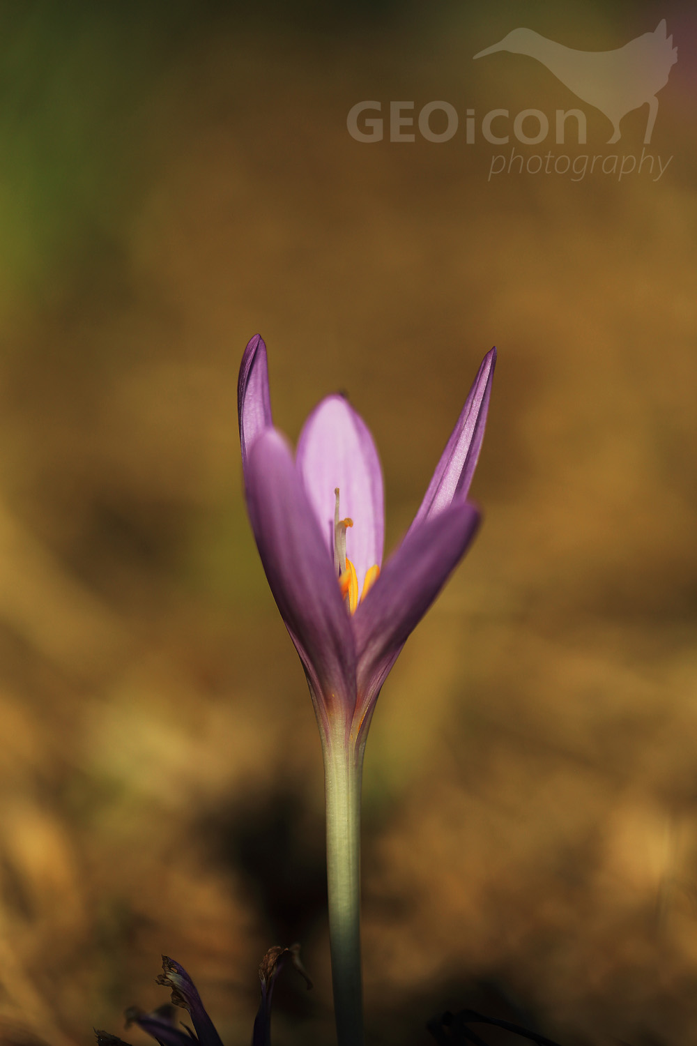 Autumn crocus / ocún jesenní (Colchicum autumnale)