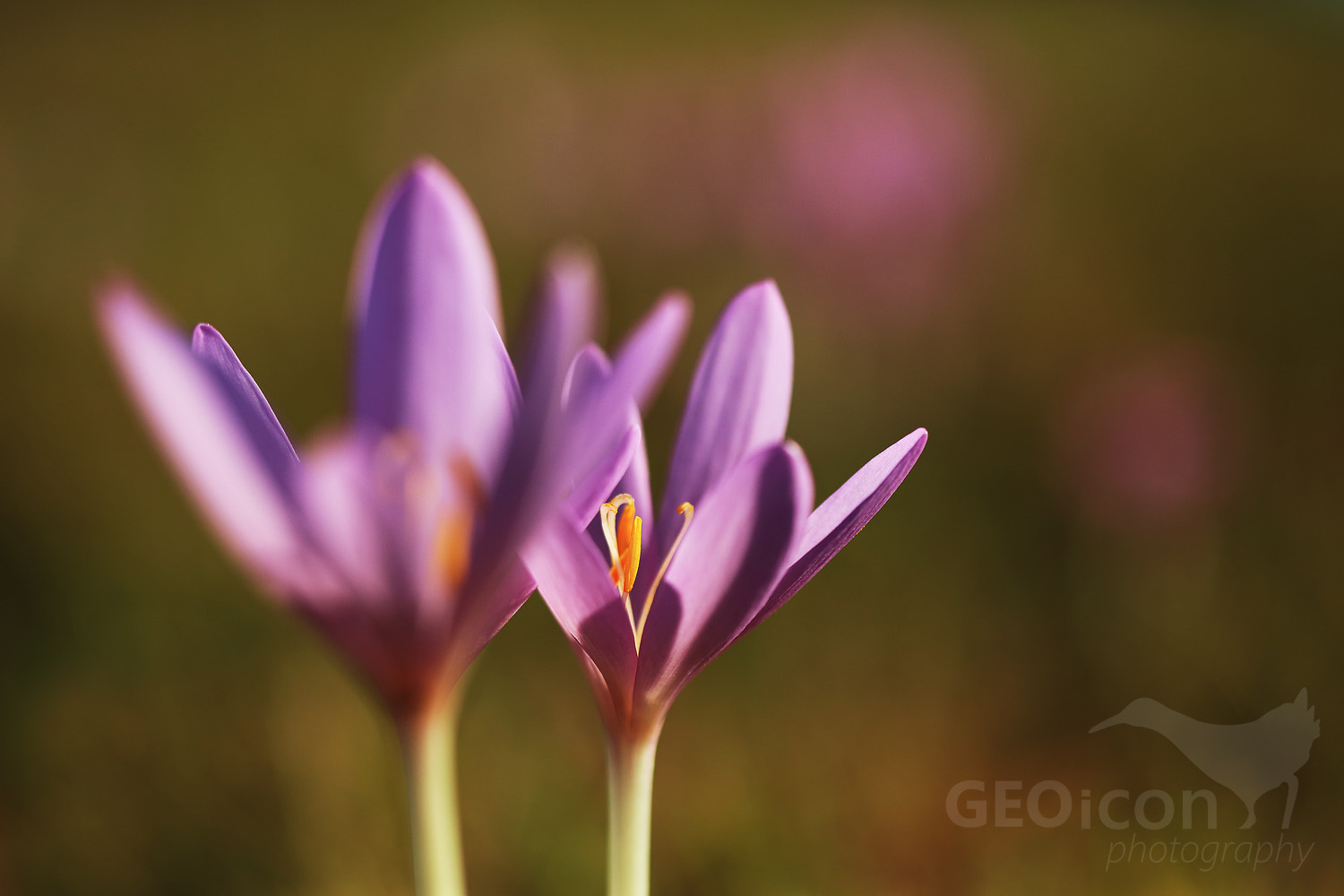 Autumn crocus / ocún jesenní (Colchicum autumnale)