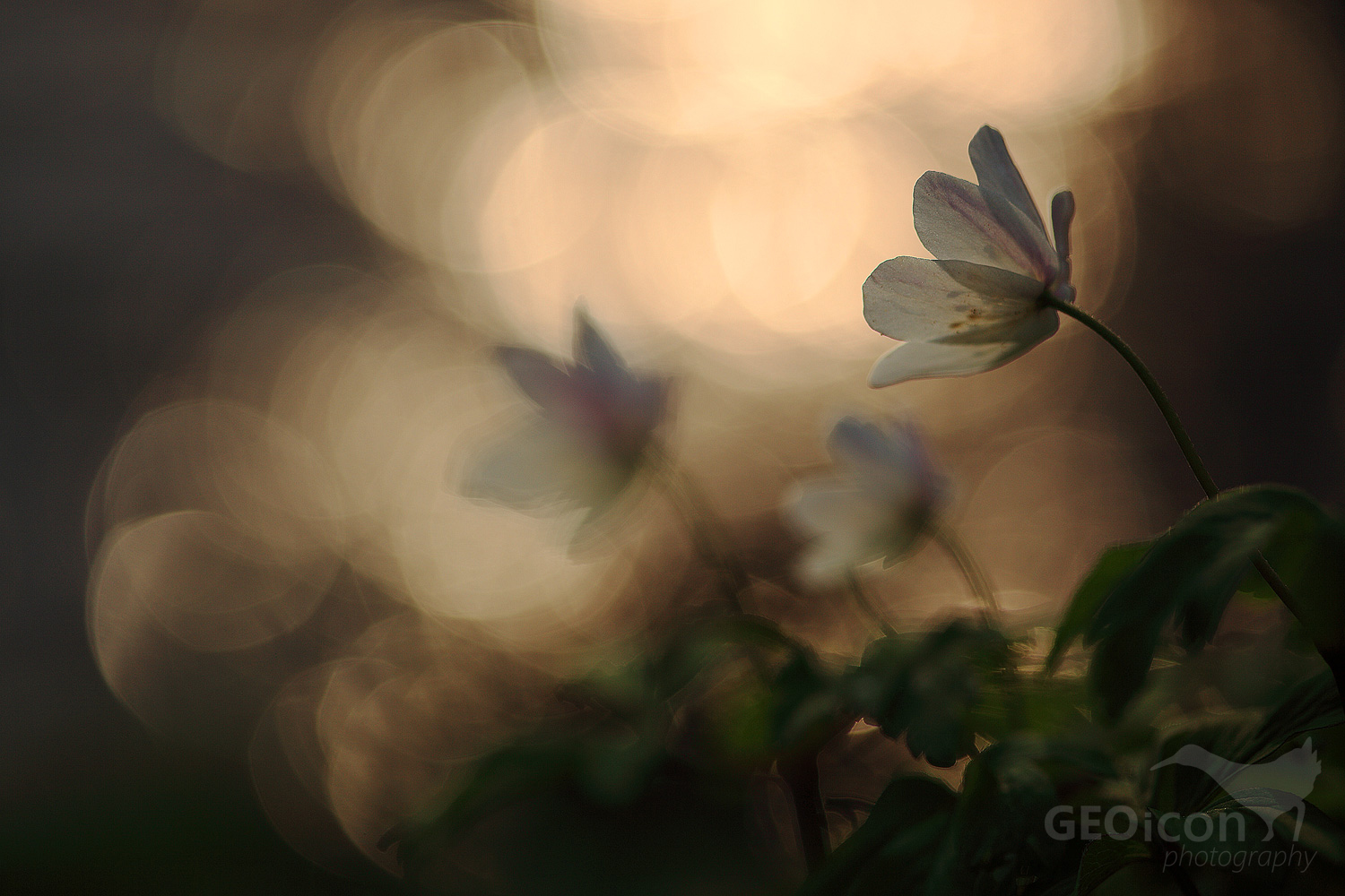 Wood anemone / sasanka hajní (Anemone nemorosa)