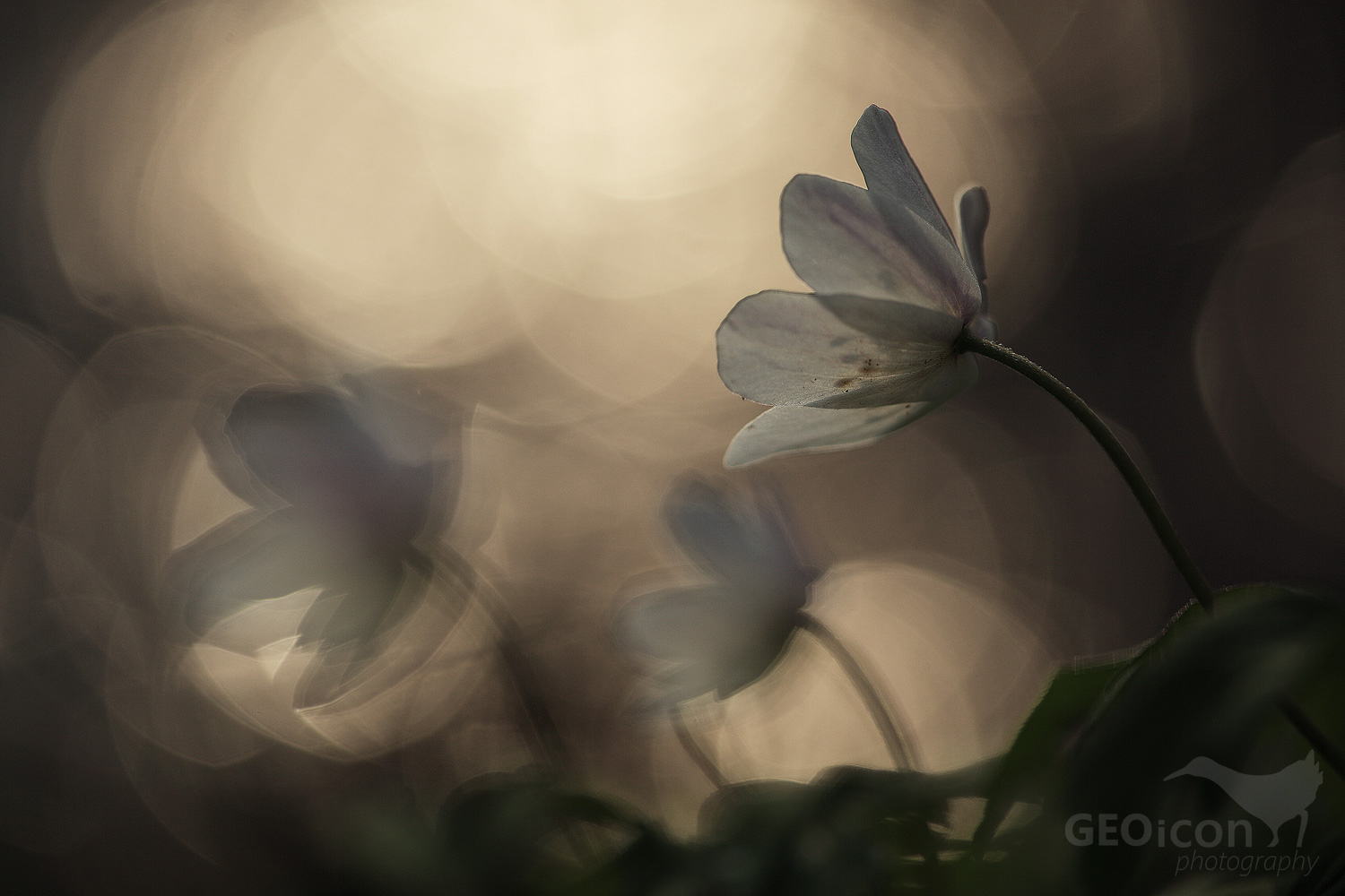 Wood anemone / sasanka hajní (Anemone nemorosa)