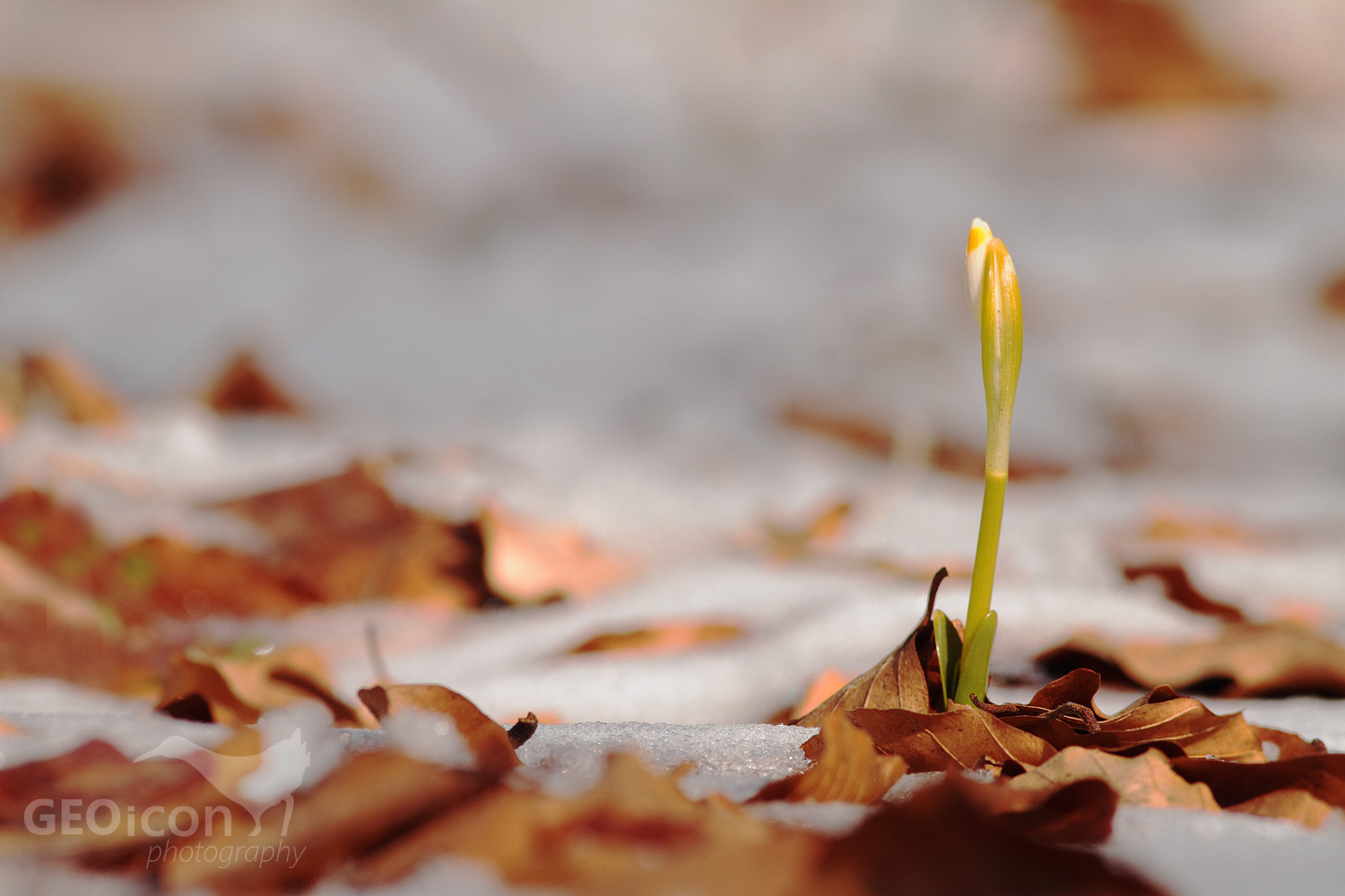 Spring snowflake / bledule jarní (Leucojum vernum)
