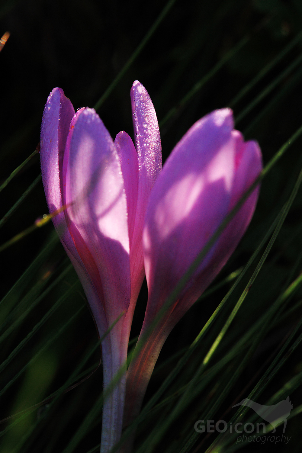 Autumn crocus / ocún jesenní (Colchicum autumnale)