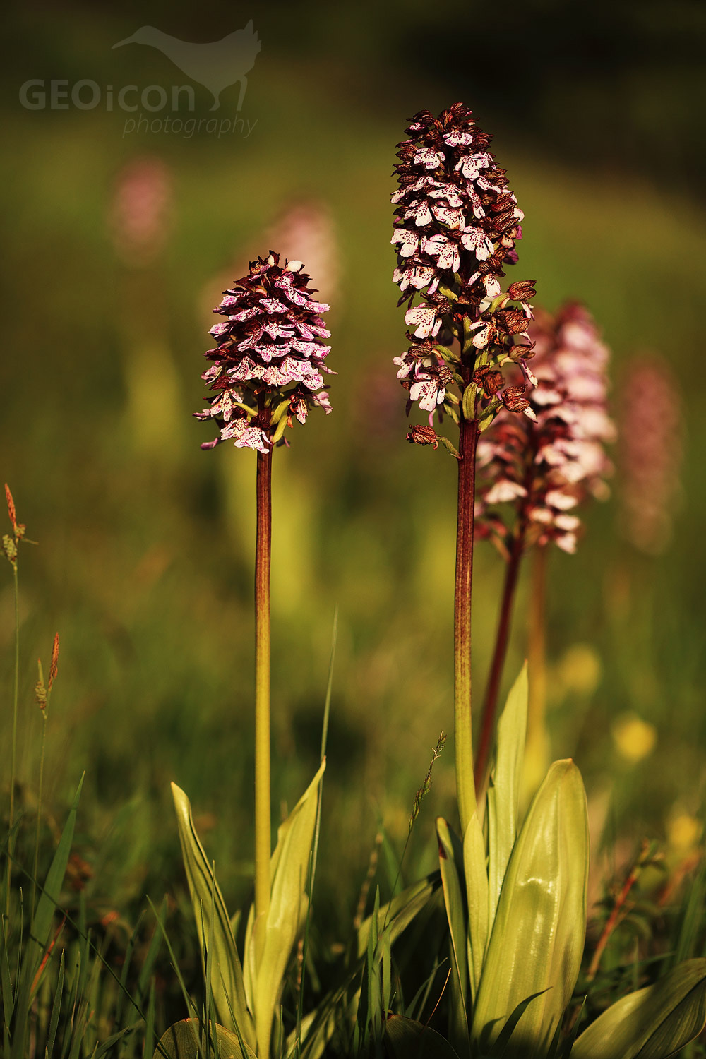 Lady orchid / vstavač nachový (Orchis purpurea)