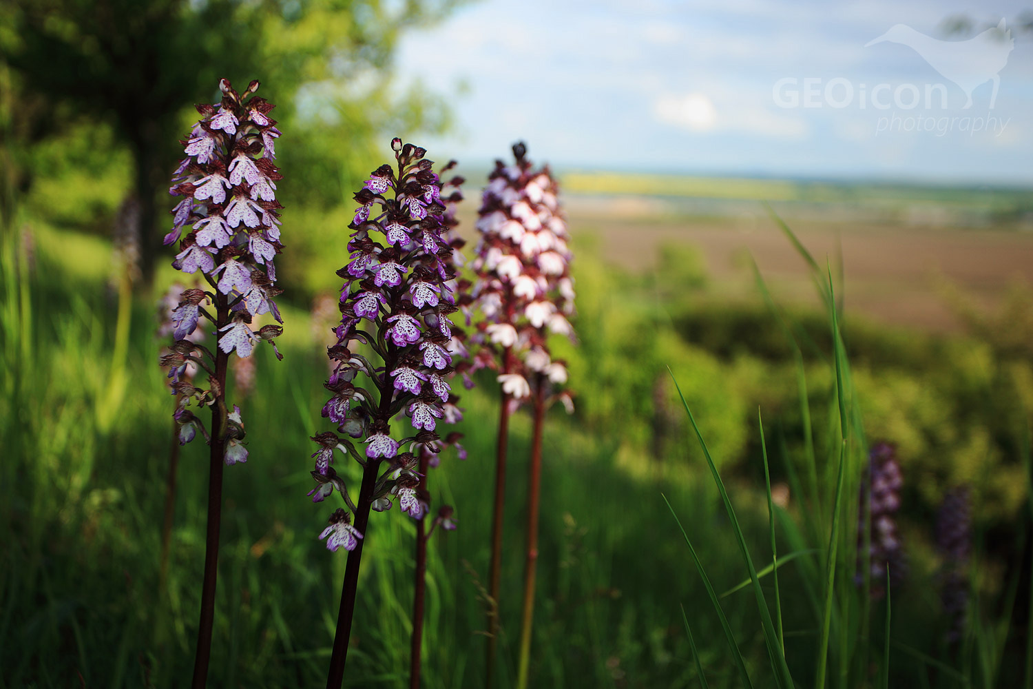 Lady orchid / vstavač nachový (Orchis purpurea)