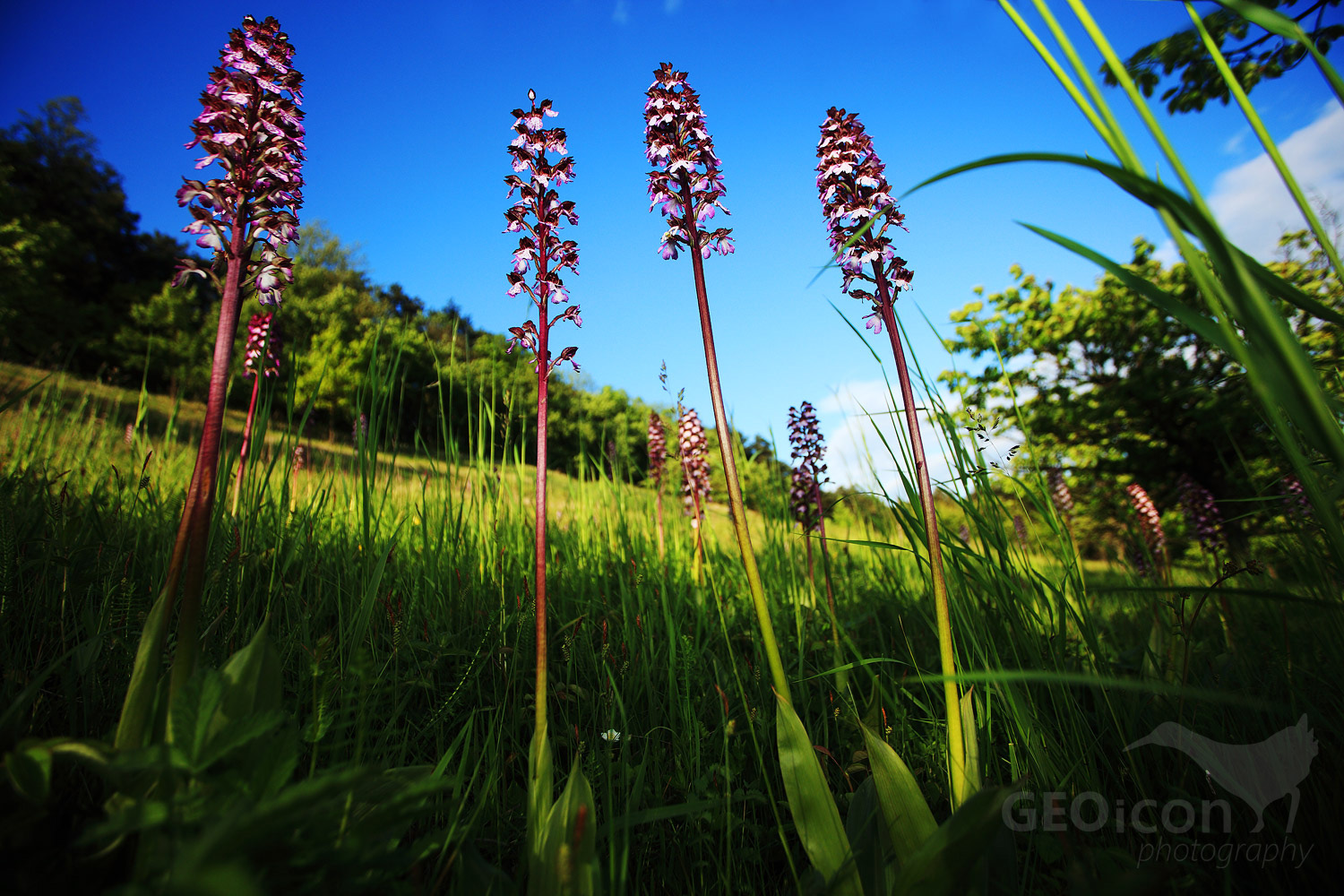 Lady orchid / vstavač nachový (Orchis purpurea)