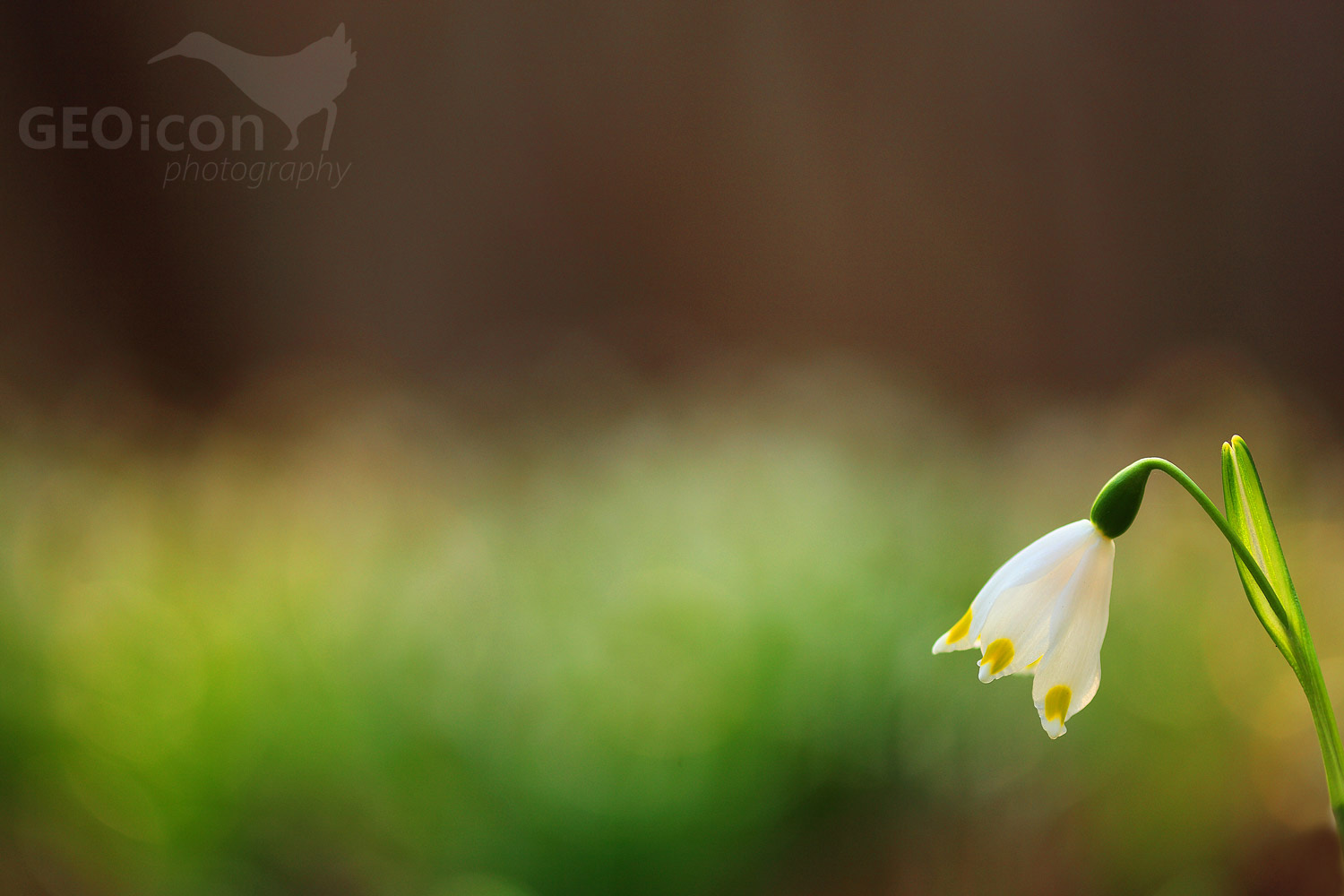 Spring snowflake / bledule jarní (Leucojum vernum)