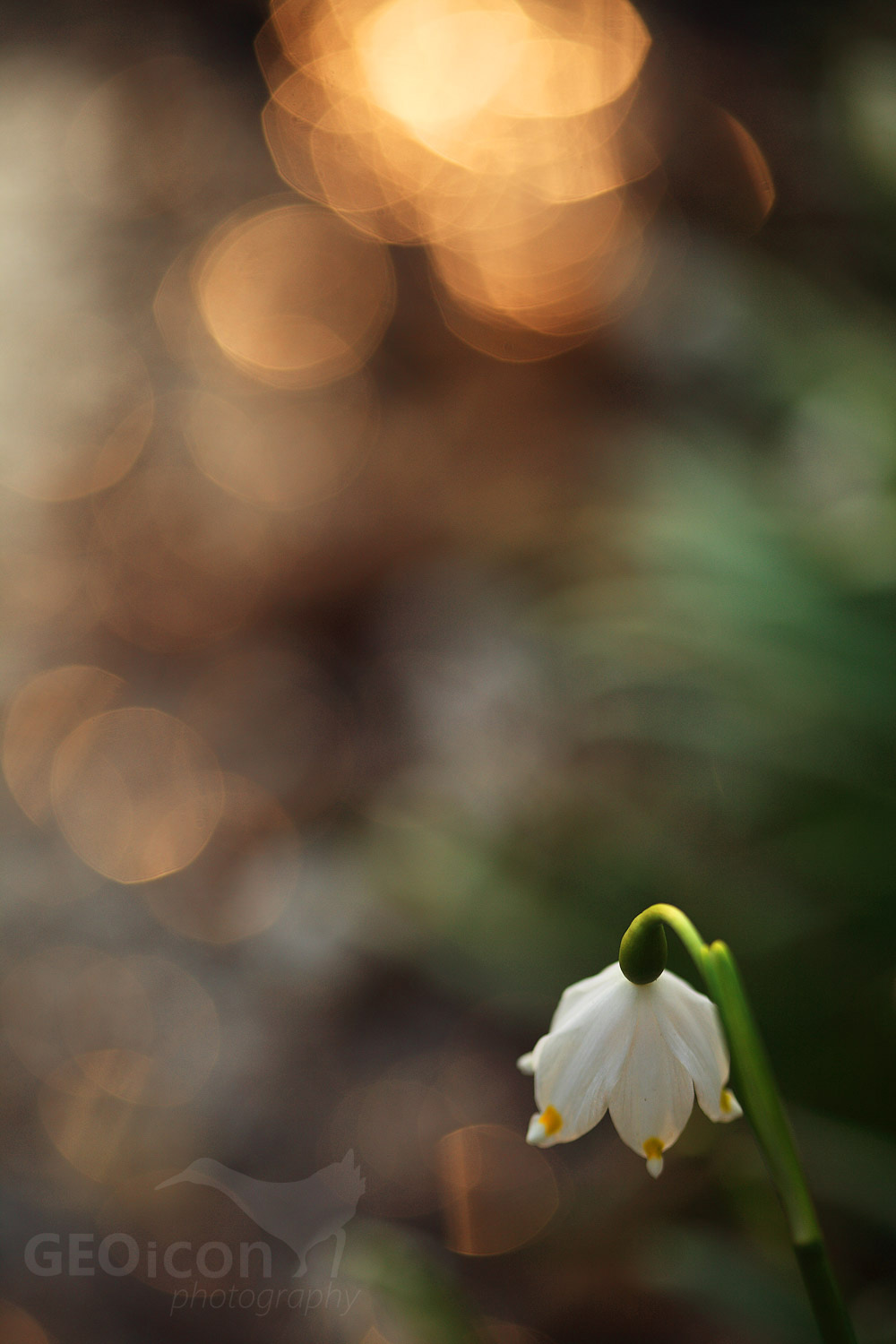 Spring snowflake / bledule jarní (Leucojum vernum)