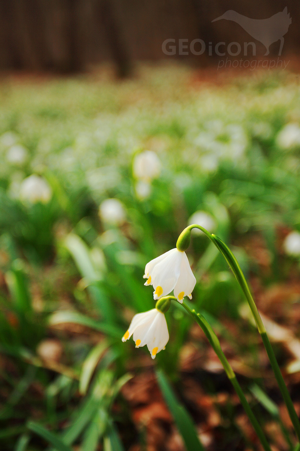 Spring snowflake / bledule jarní (Leucojum vernum)
