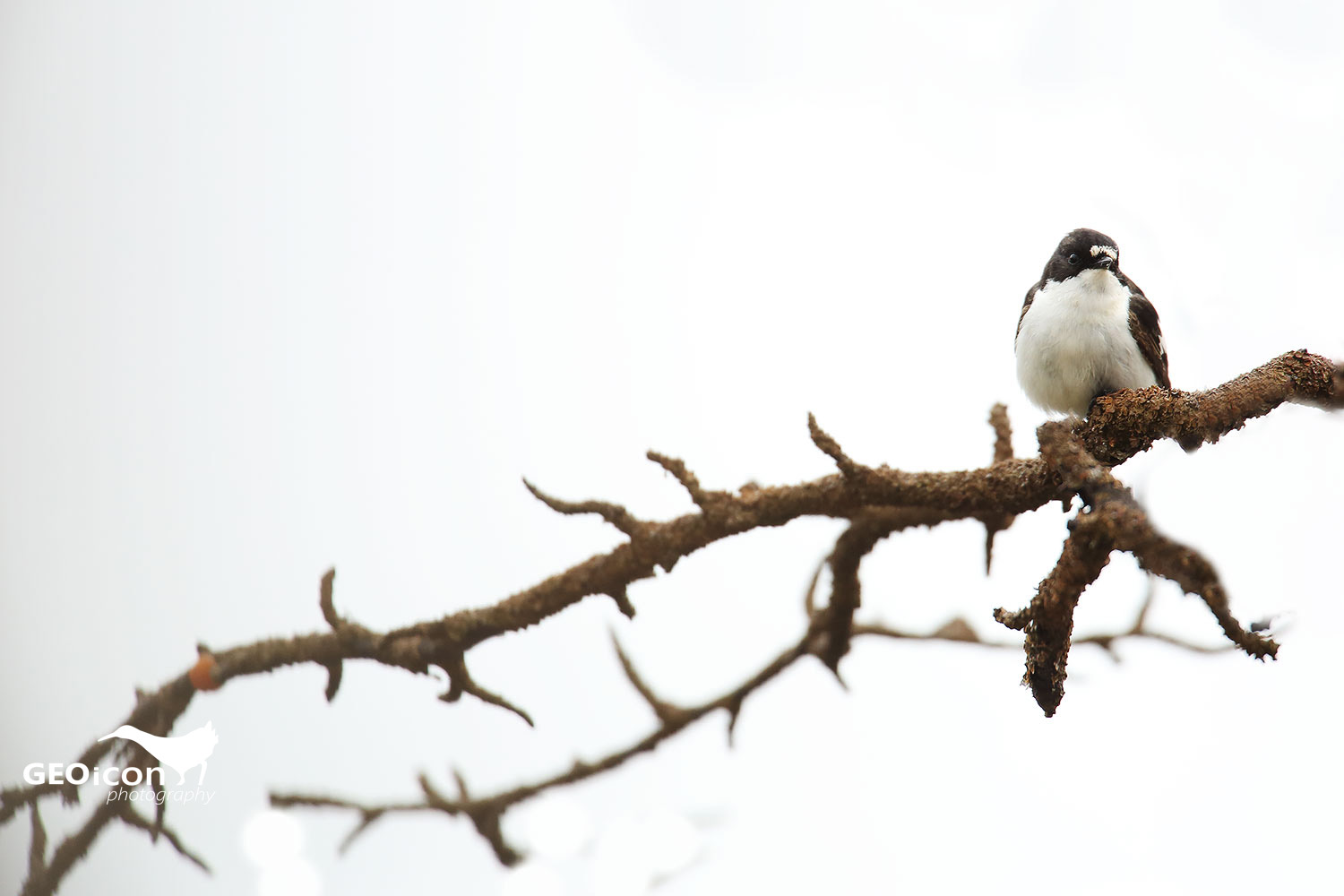 Pied flycatcher / lejsek černohlavý (Ficedula hypoleuca)