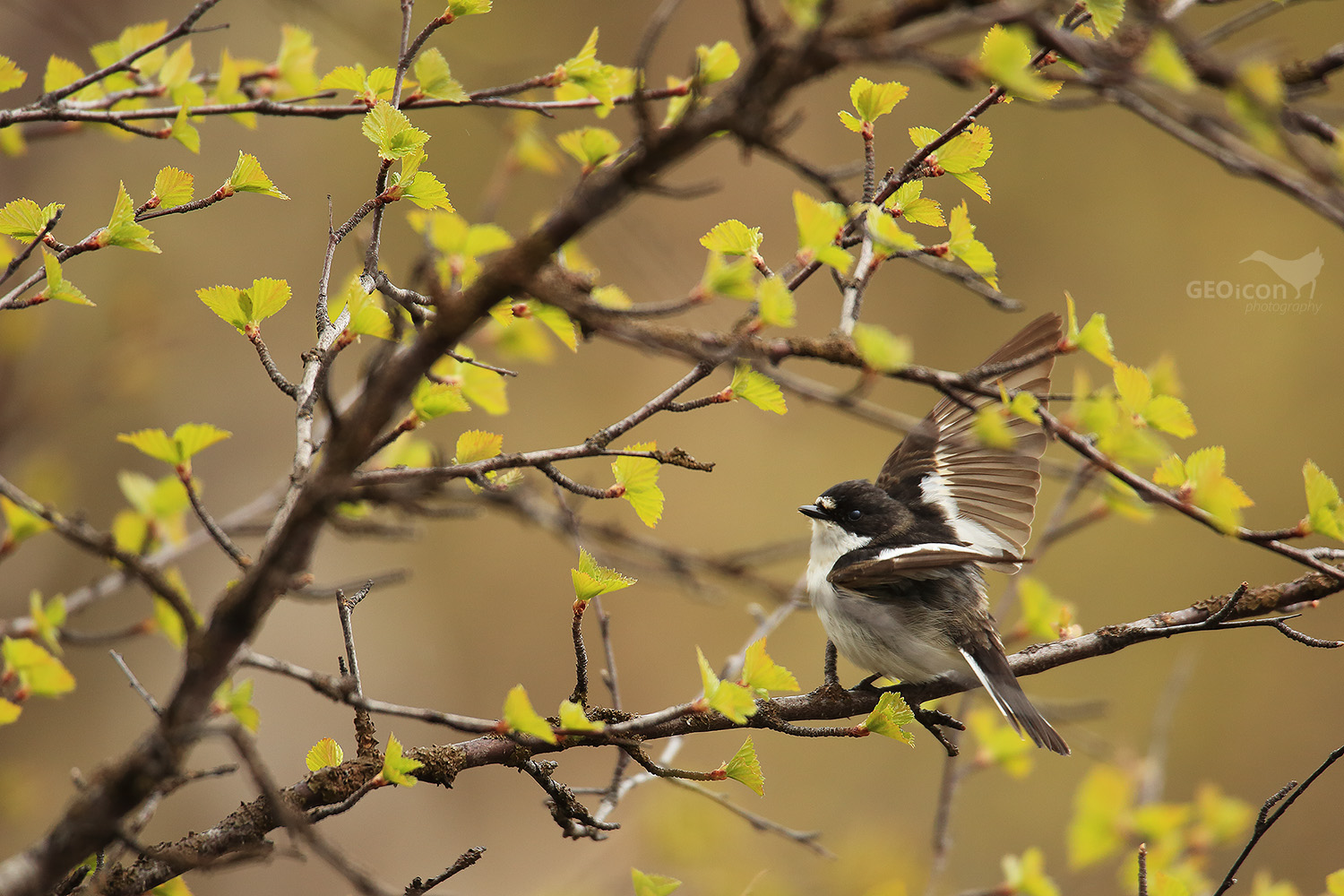 Pied flycatcher / lejsek černohlavý (Ficedula hypoleuca)