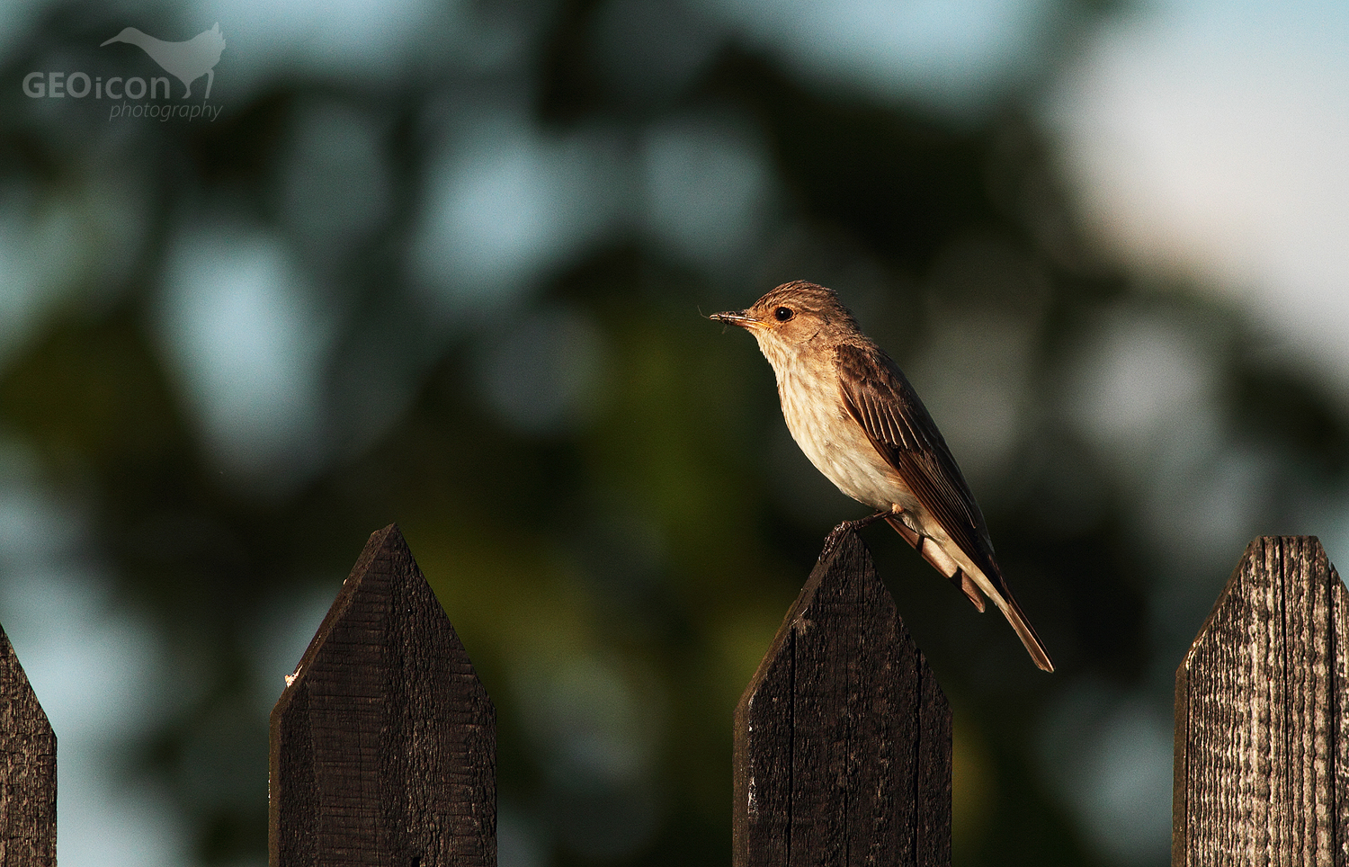 Spotted flycatcher / lejsek šedý (Muscicapa striata)