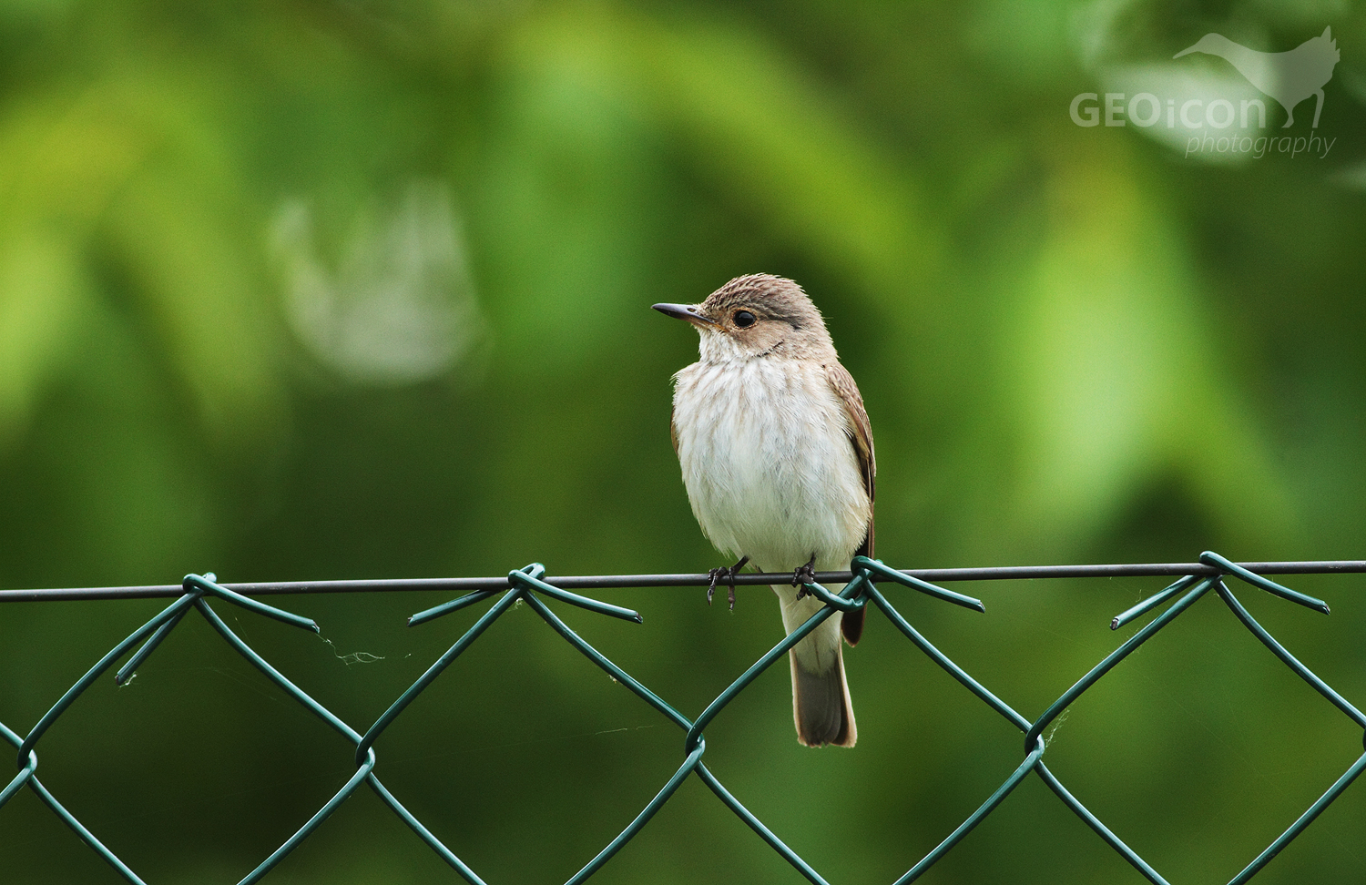 Spotted flycatcher / lejsek šedý (Muscicapa striata)