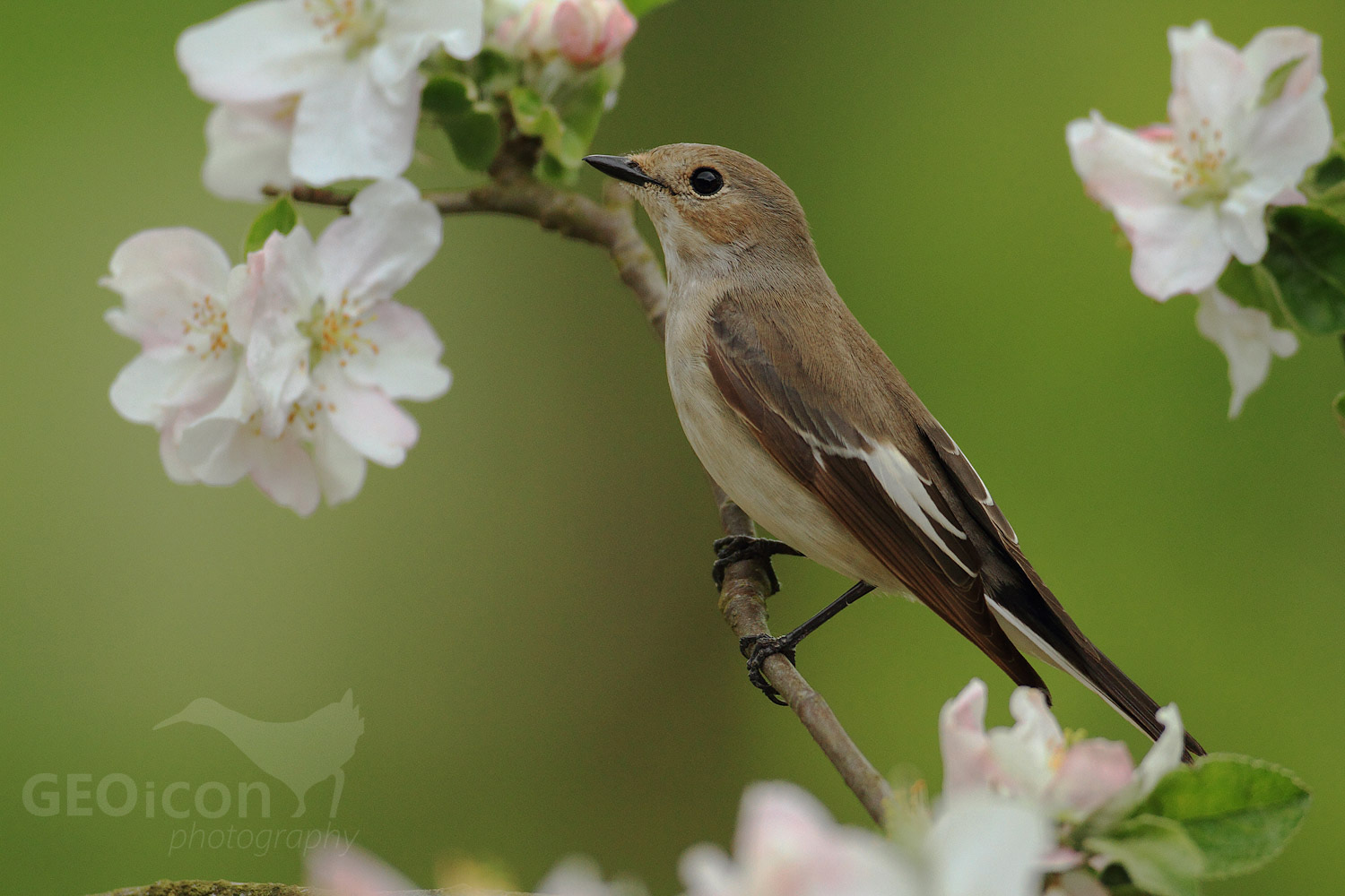 Collared flycatcher / lejsek bělokrký (Ficedula albicollis)
