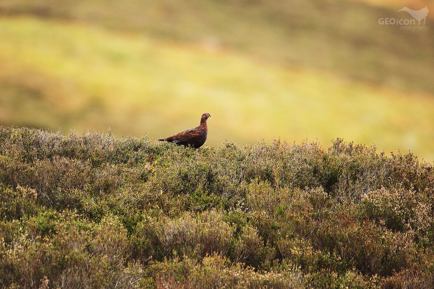 Red grouse / bělokur rousný skotský (Lagopus lagopus scoticus)