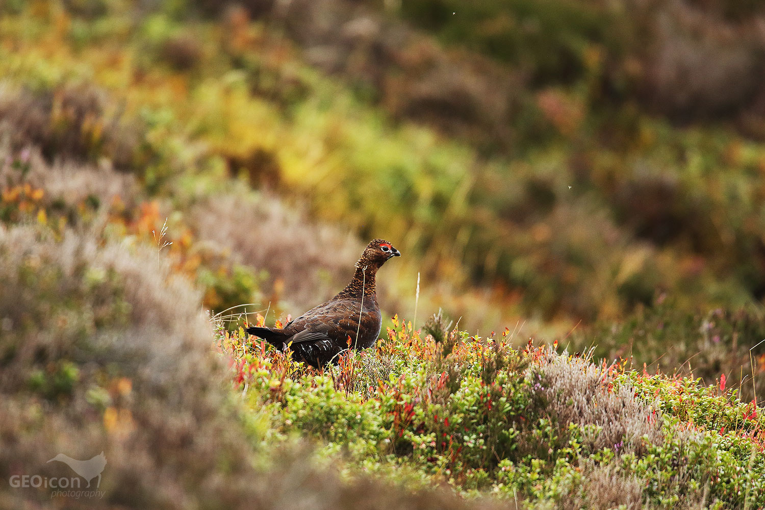 Red grouse / bělokur rousný skotský (Lagopus lagopus scoticus)