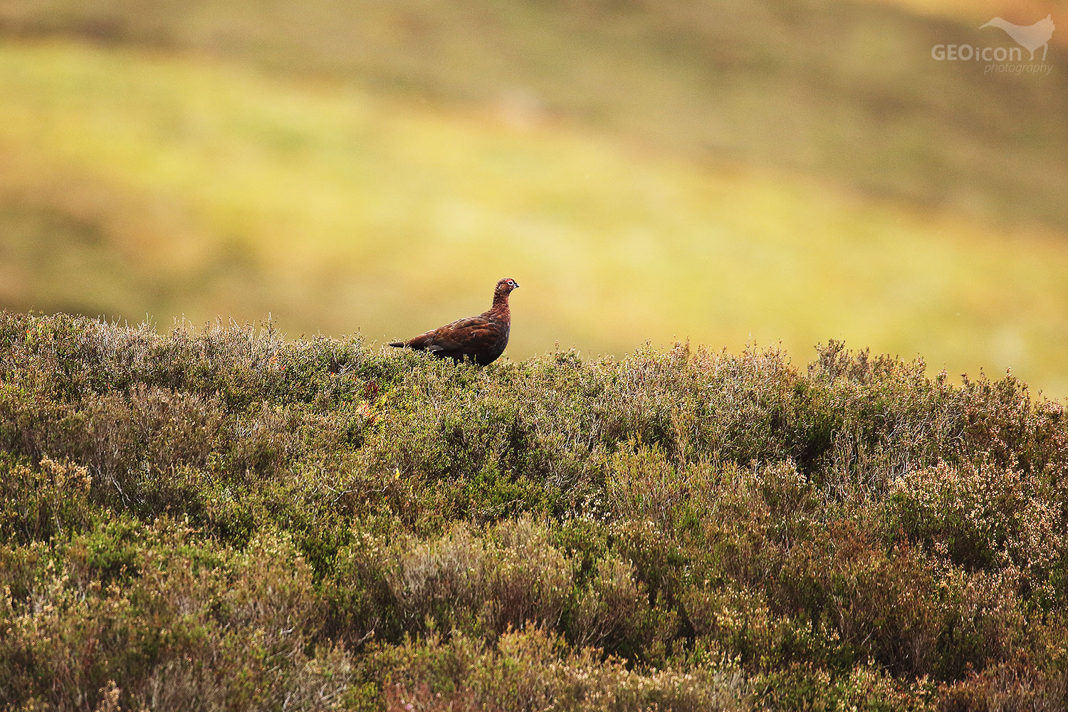 Red grouse / bělokur rousný skotský (Lagopus lagopus scoticus)
