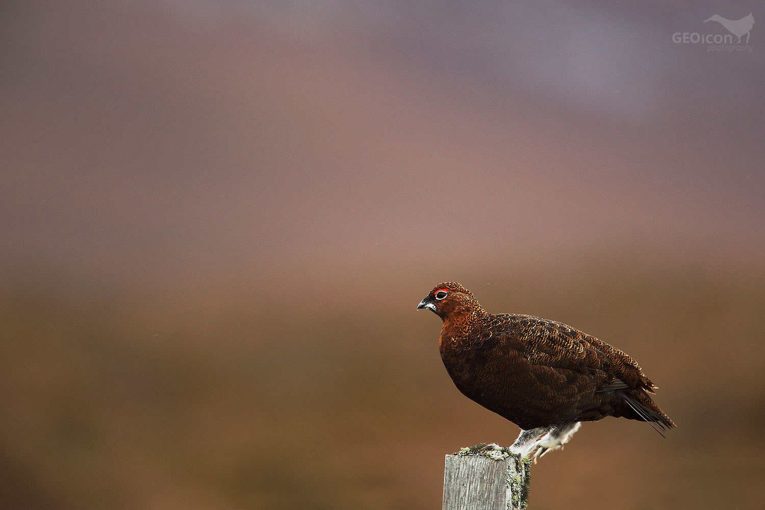 Red grouse / bělokur rousný skotský (Lagopus lagopus scoticus)