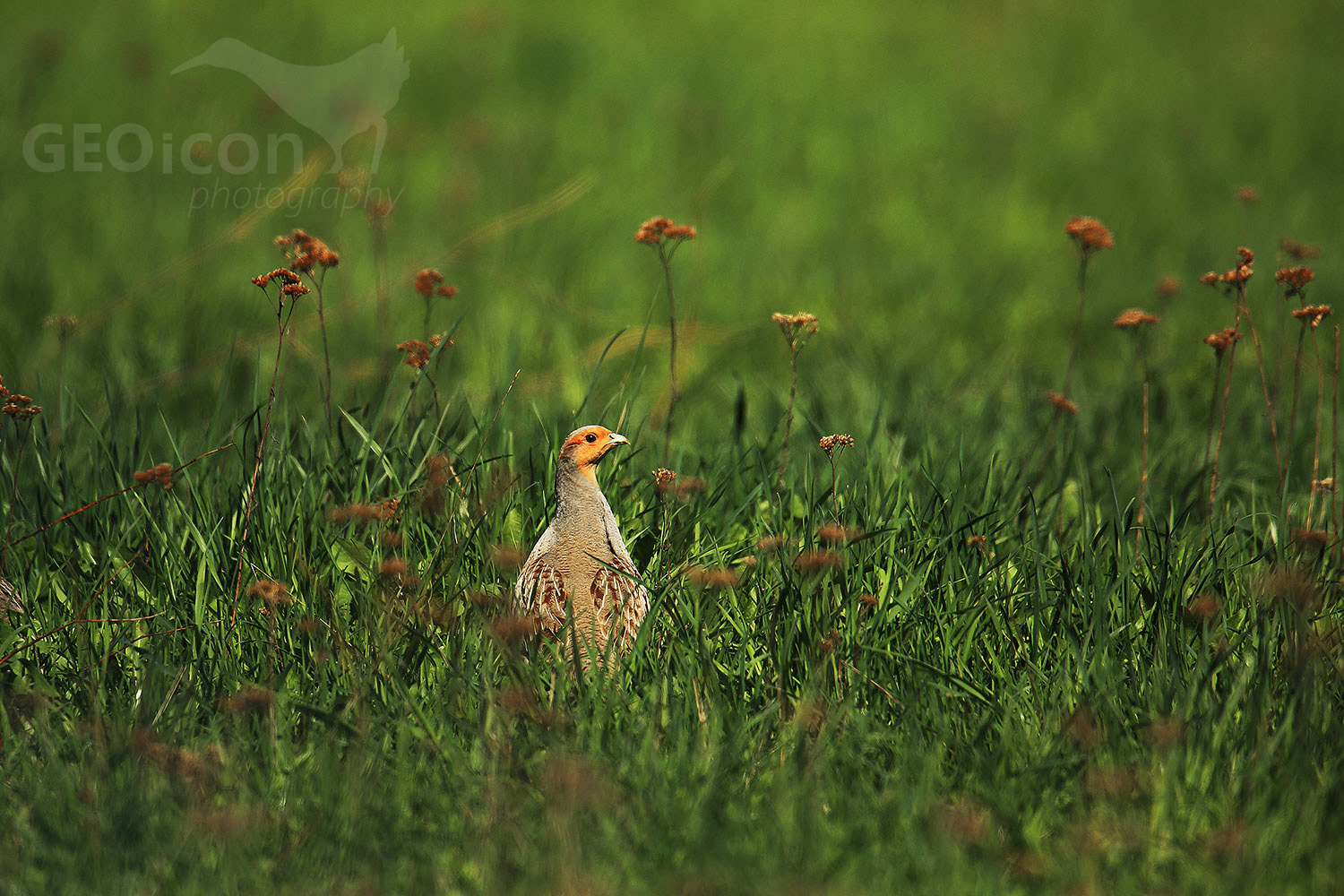 Grey partridge / koroptev polní (Perdix perdix)