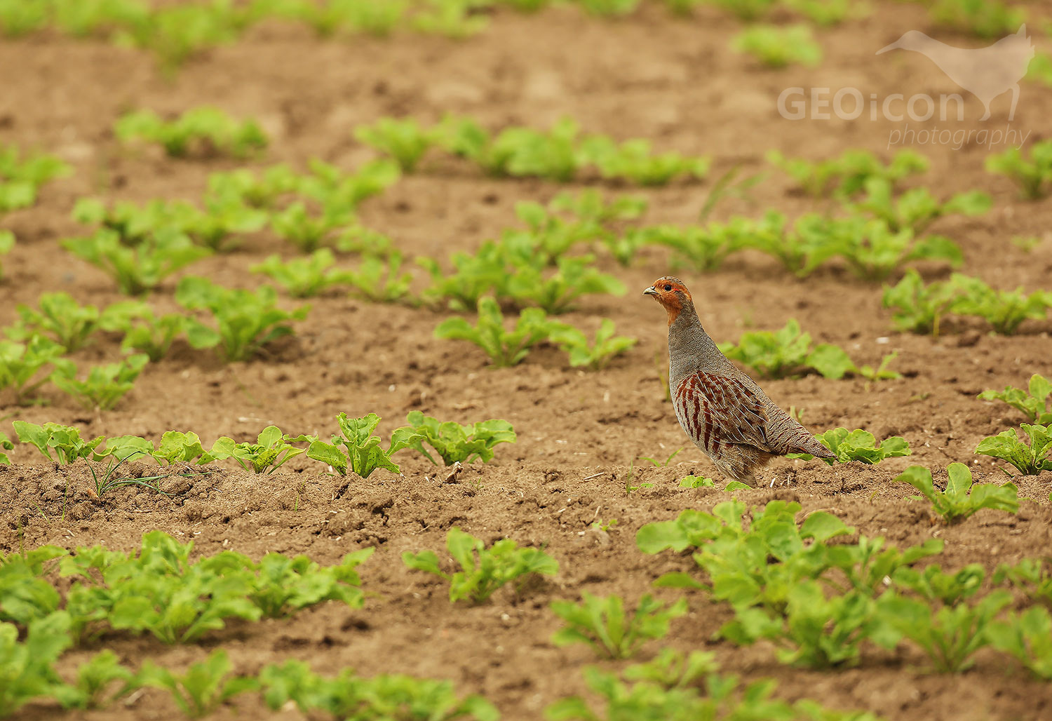 Grey partridge / koroptev polní (Perdix perdix)