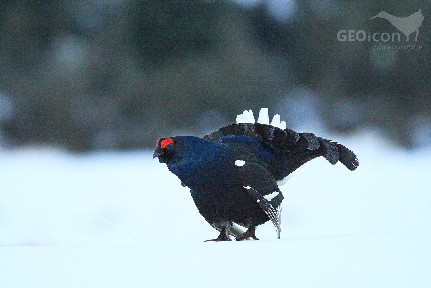 Black grouse / tetřívek obecný (Tetrao tetrix)