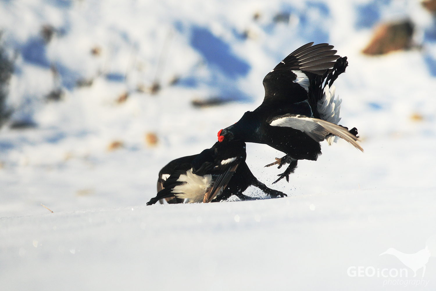 Black grouse / tetřívek obecný (Tetrao tetrix)