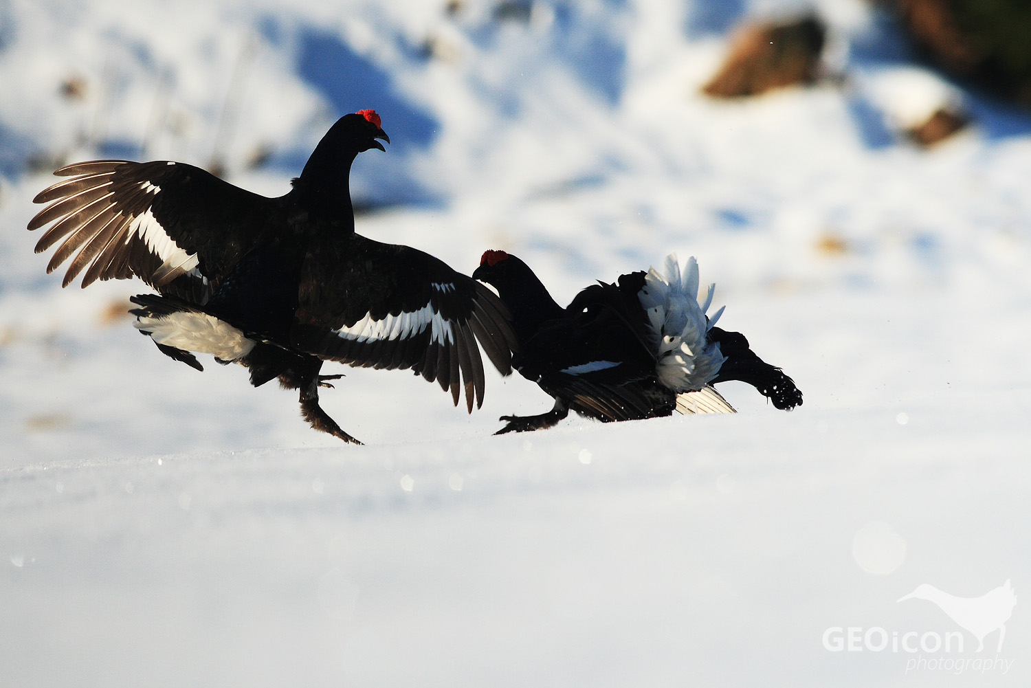 Black grouse / tetřívek obecný (Tetrao tetrix)