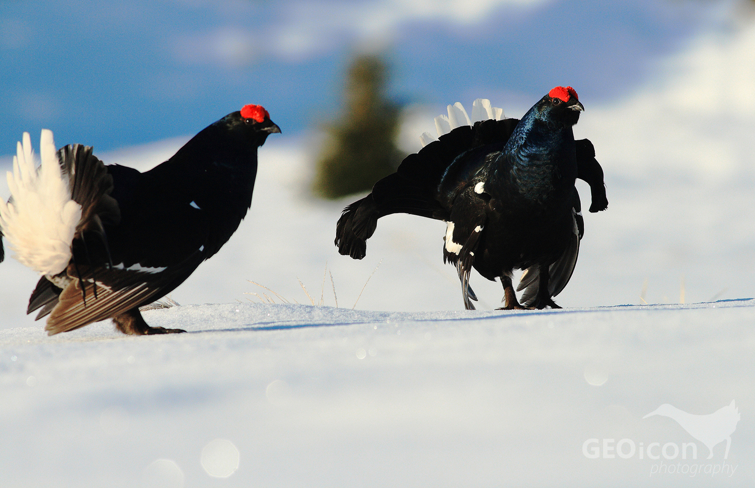 Black grouse / tetřívek obecný (Tetrao tetrix)