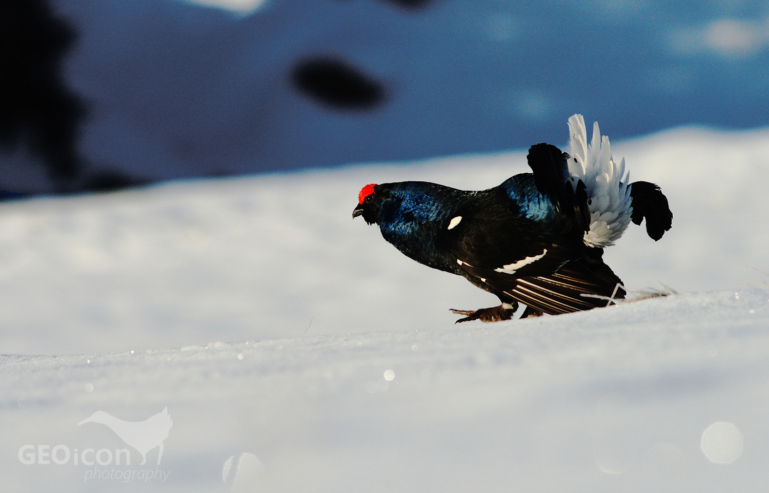 Black grouse / tetřívek obecný (Tetrao tetrix)
