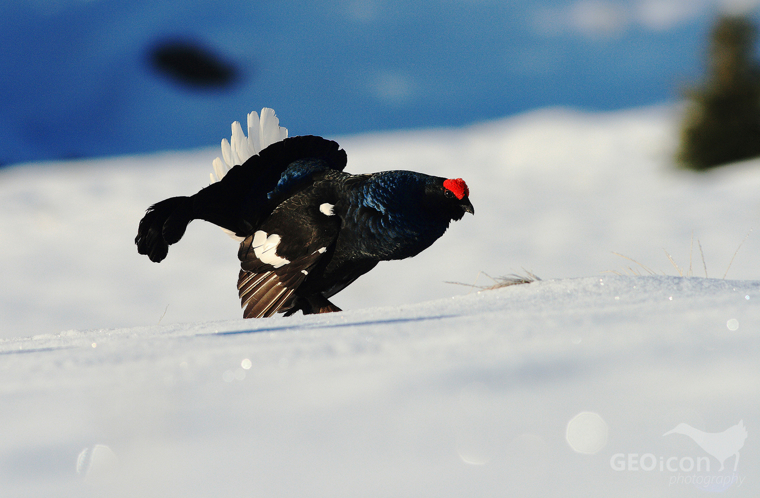 Black grouse / tetřívek obecný (Tetrao tetrix)